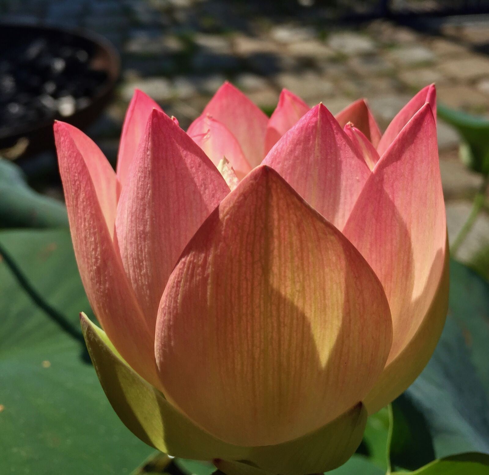 Apple iPhone 6 sample photo. Lotus, blossom, bloom photography
