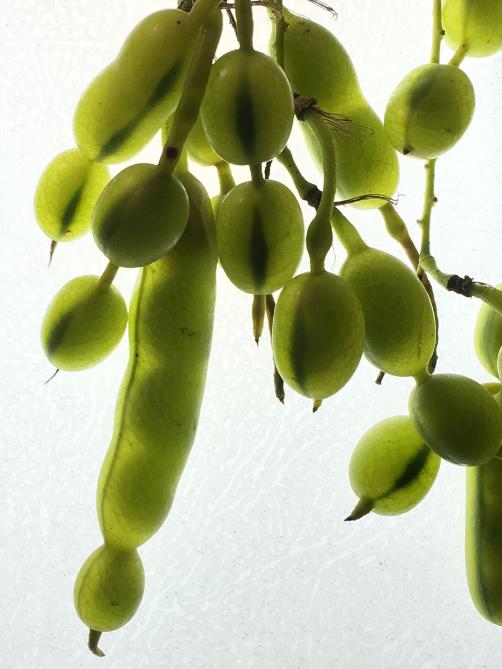 Apple iPhone 6s Plus sample photo. Trasluz, seeds, background photography