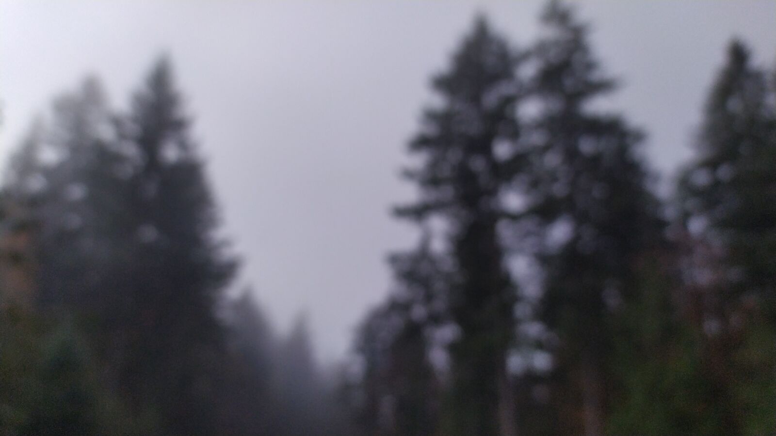 Xiaomi Redmi Note 7 sample photo. Woods, fog, scary photography