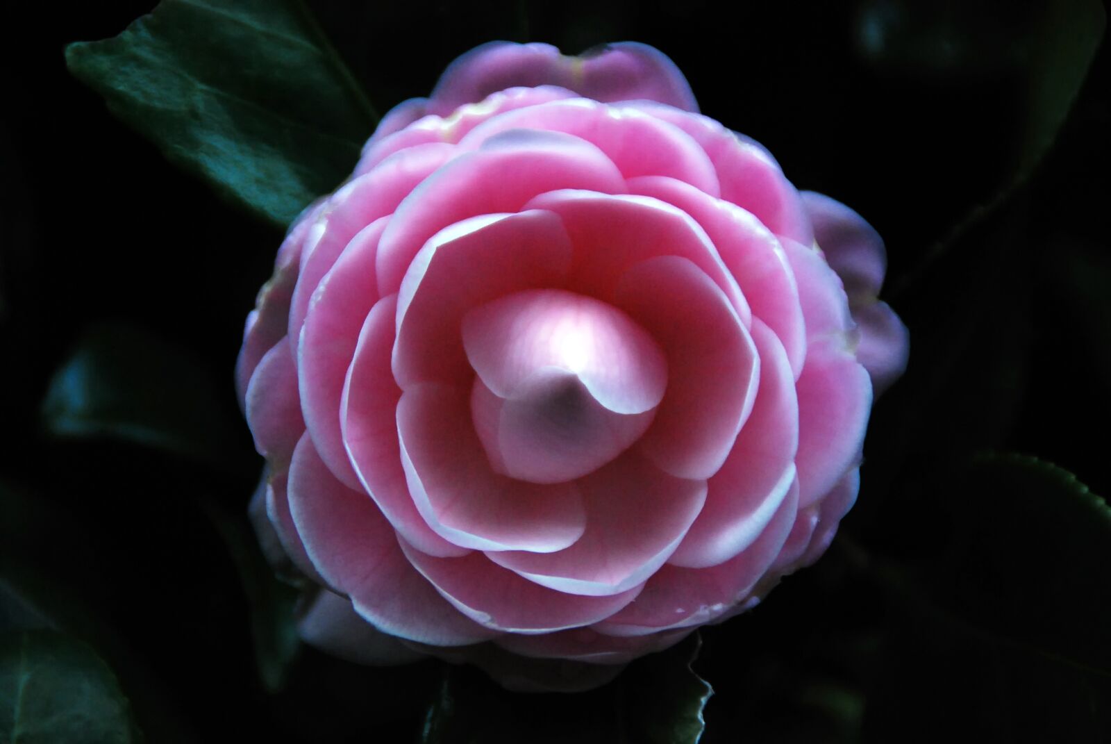 Nikon D40X sample photo. Camellia, flower, pink photography