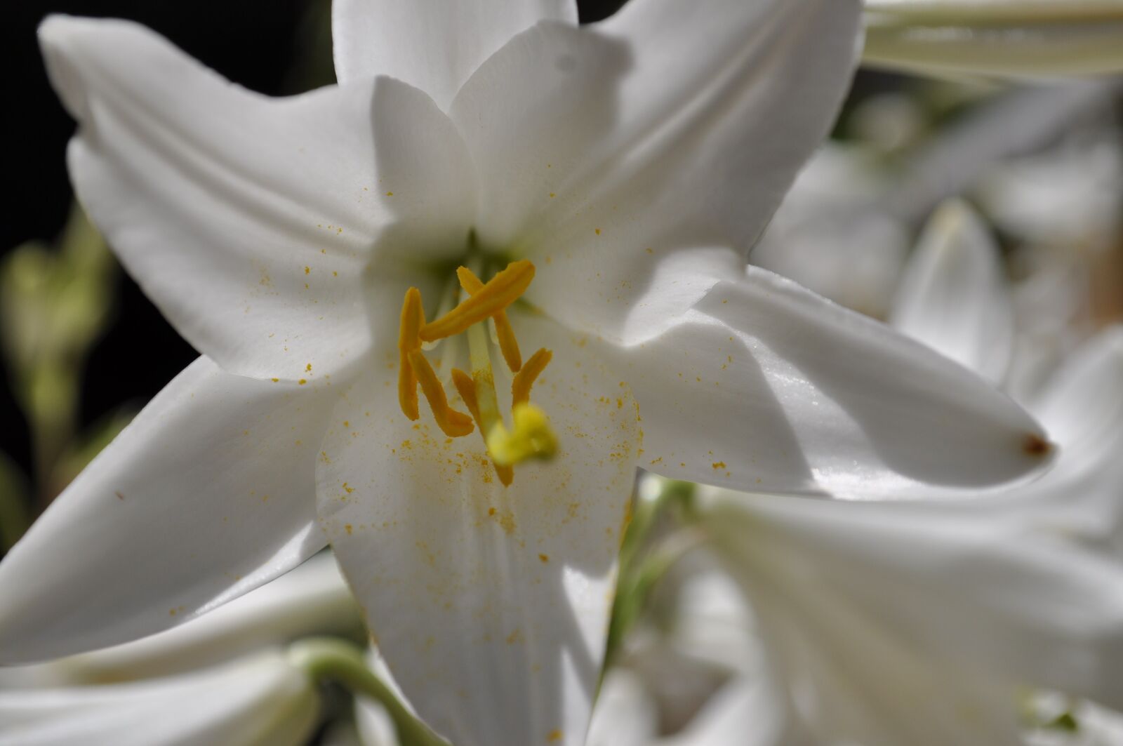 Nikon D5000 sample photo. Flower, garden, flowers photography