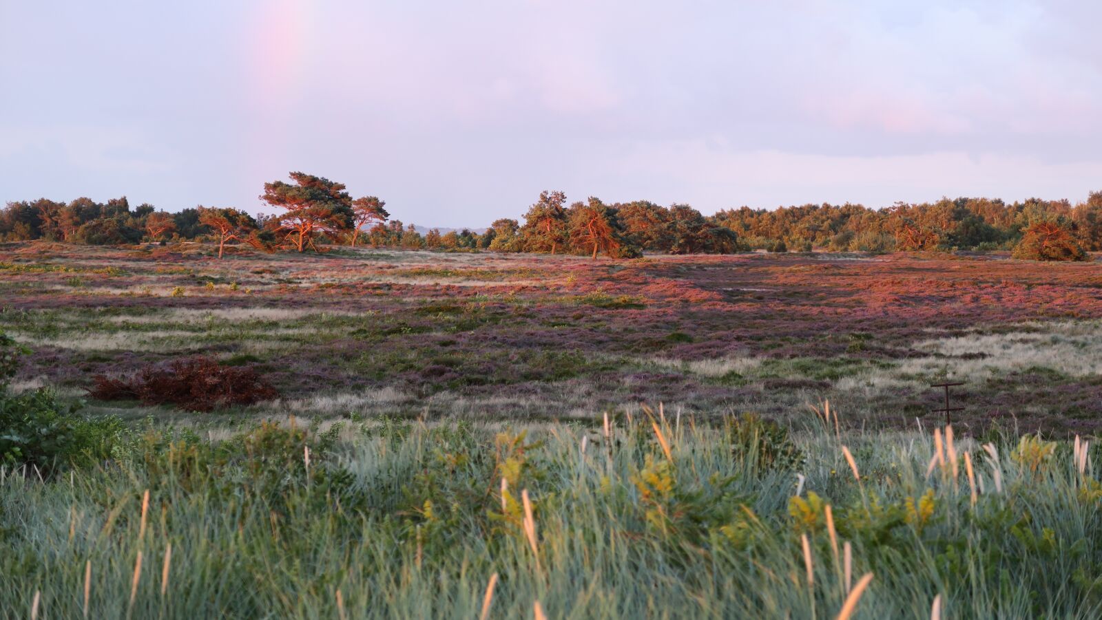 Canon PowerShot G5 X sample photo. Heide, bloom, heather photography