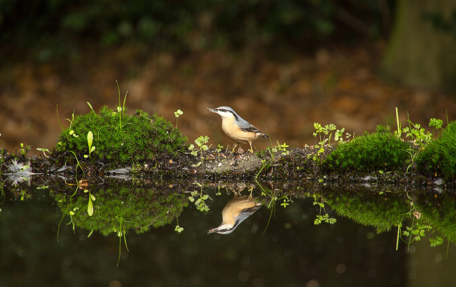 Canon EOS 550D (EOS Rebel T2i / EOS Kiss X4) sample photo. Bird, nature, reflection photography