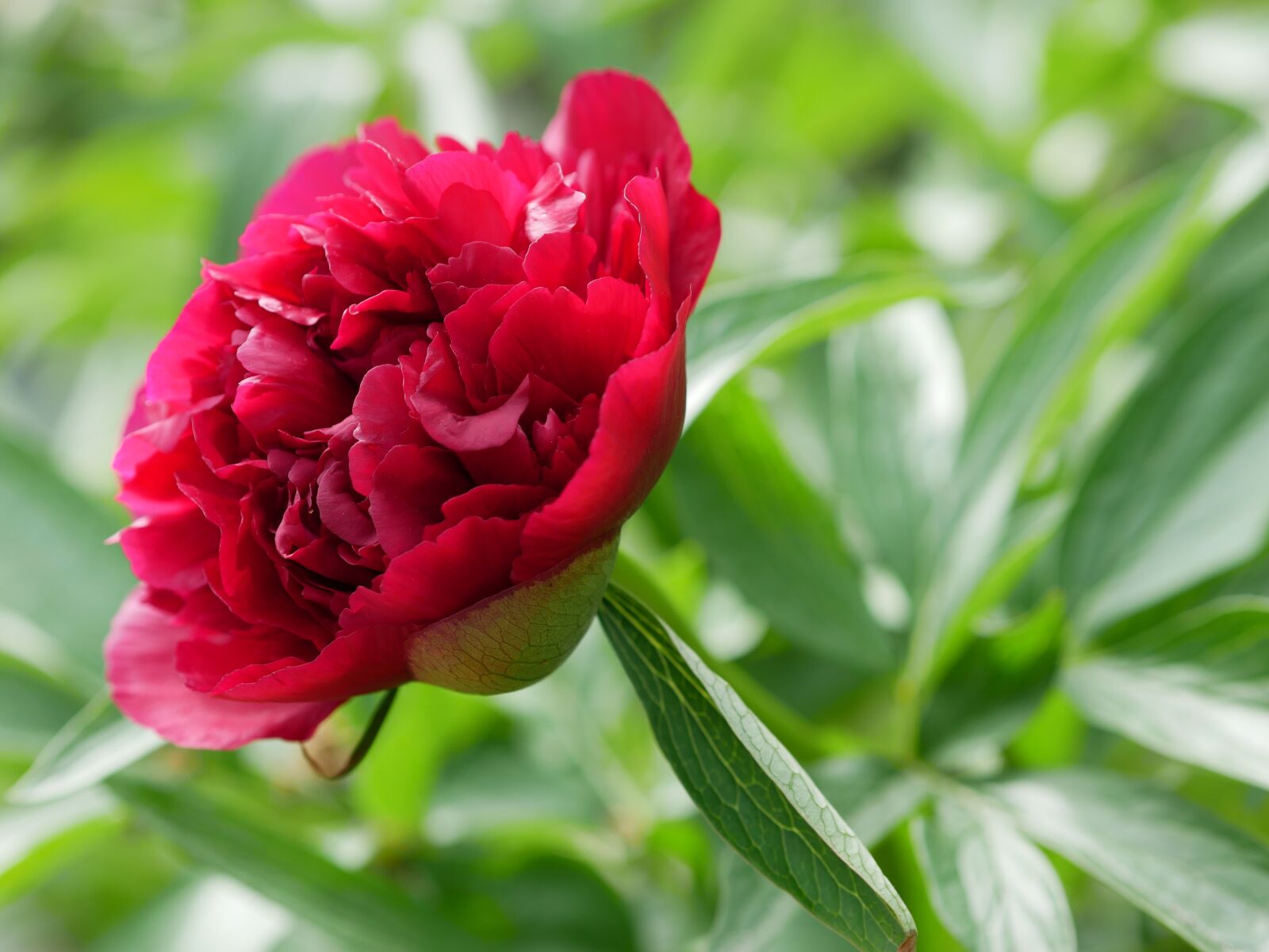 Panasonic Lumix DMC-GX85 (Lumix DMC-GX80 / Lumix DMC-GX7 Mark II) sample photo. Peony, red, pentecost photography