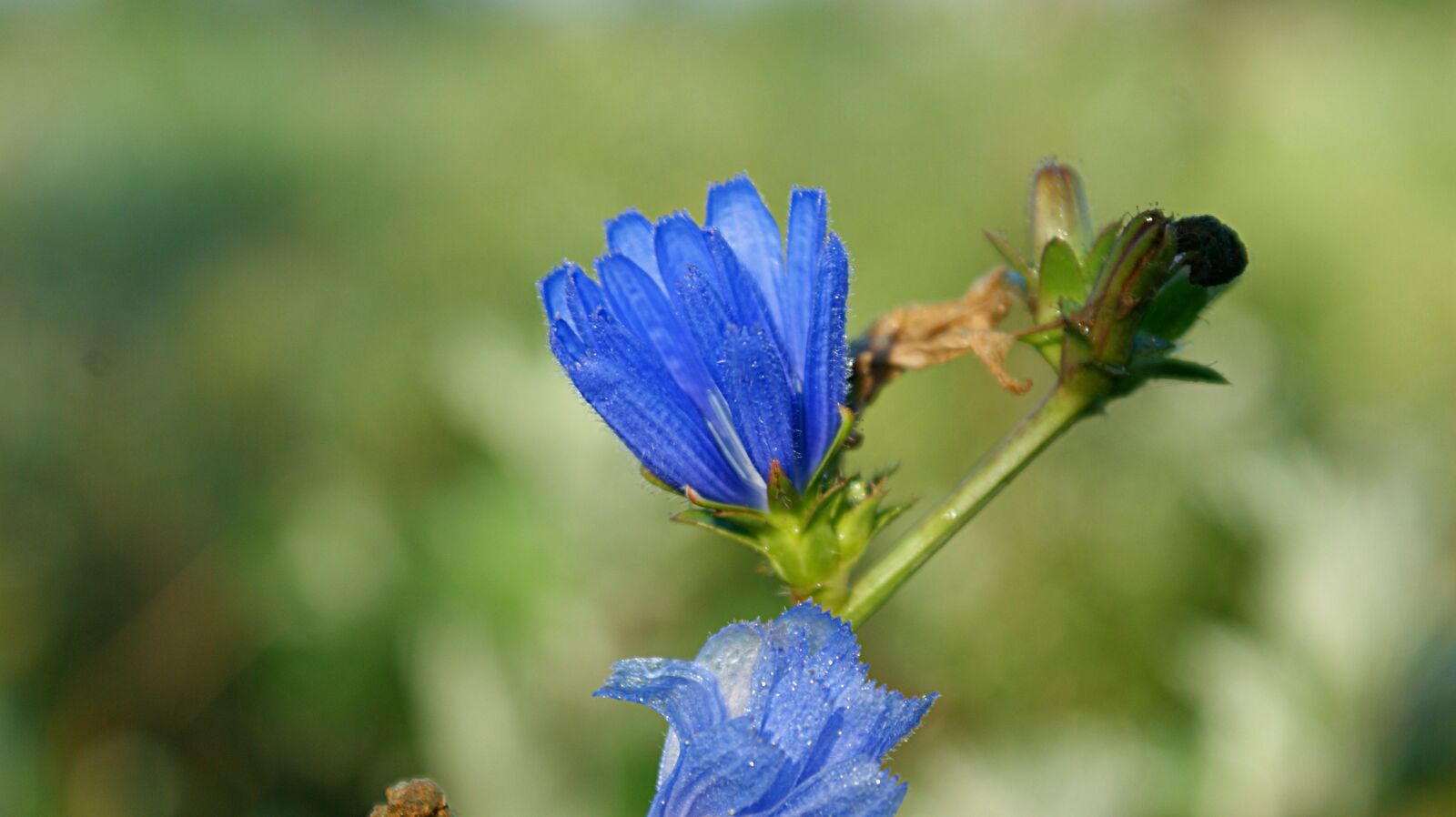 Sony Alpha DSLR-A350 sample photo. Blue flower, bellflower, dew photography