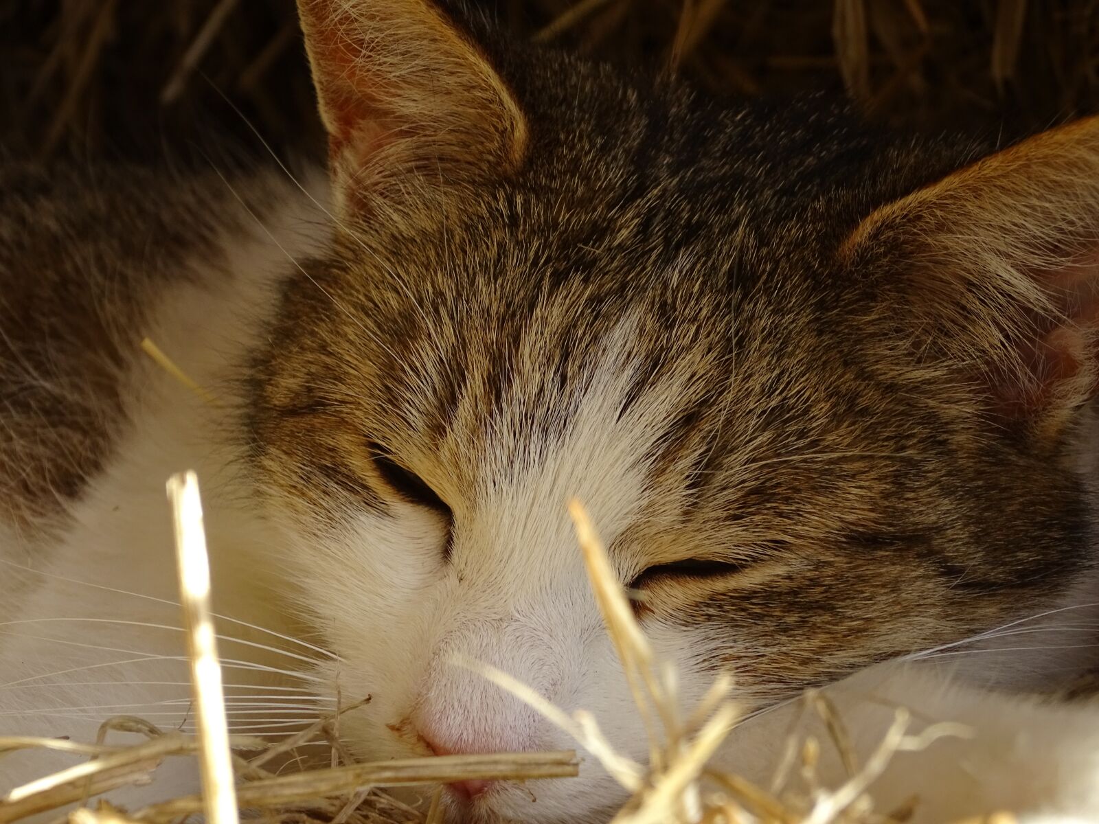 Sony Cyber-shot DSC-HX400V sample photo. Cat, sleeping, pet photography