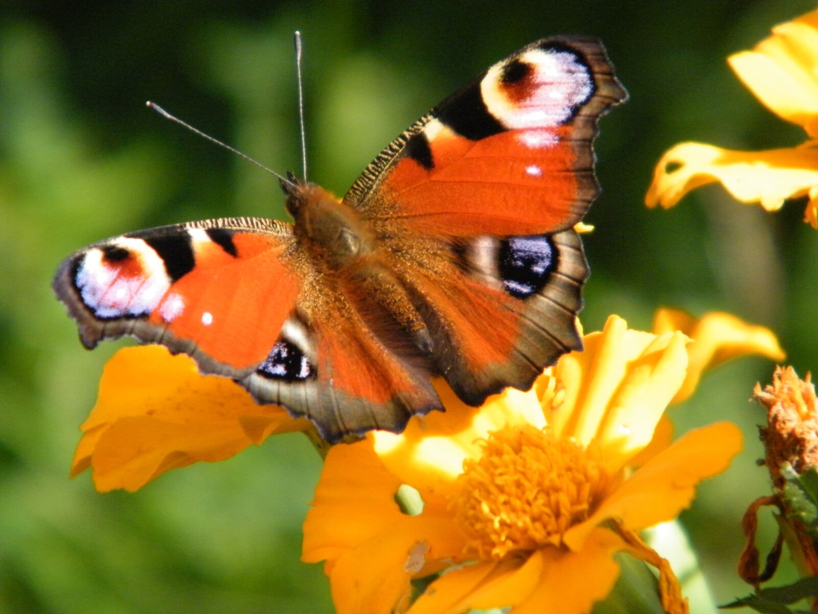 Fujifilm FinePix S2000HD sample photo. Butterfly, blossom, bloom photography