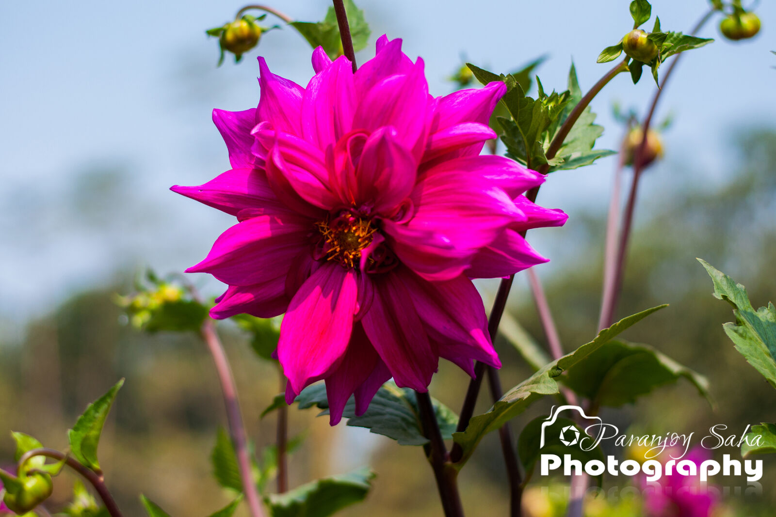 Nikon D90 + Nikon AF-S Nikkor 50mm F1.8G sample photo. Chelsea, flower, flower, spectacular photography
