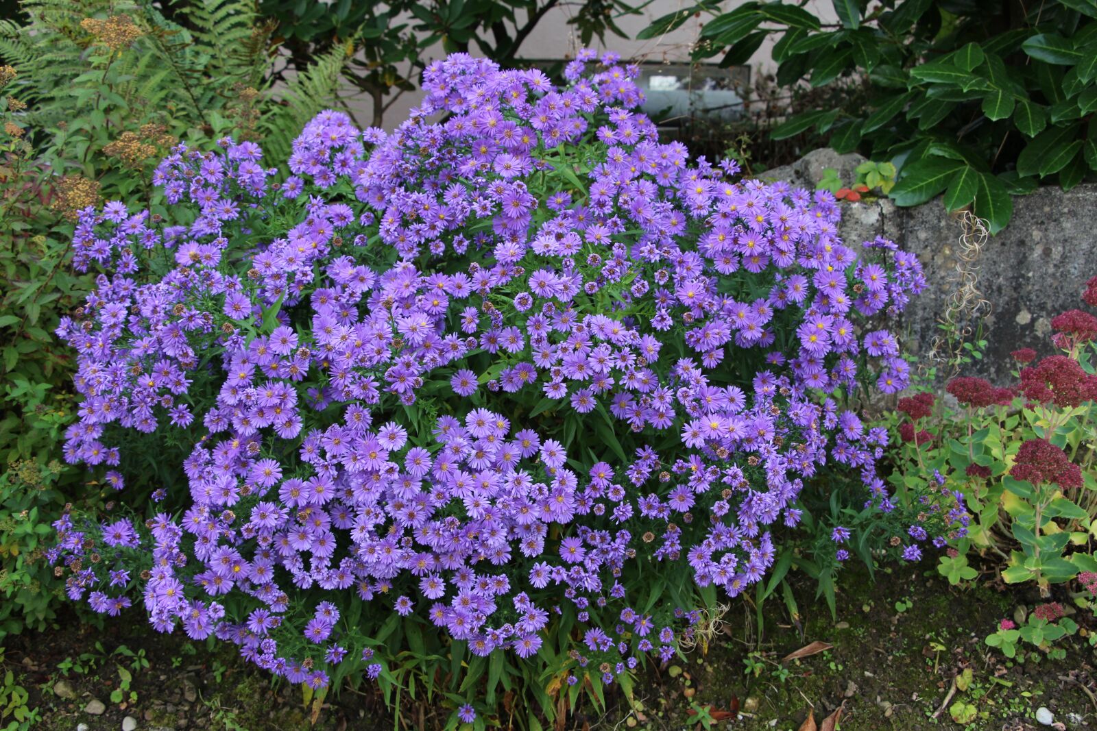 Canon EOS 700D (EOS Rebel T5i / EOS Kiss X7i) sample photo. Switzerland, flowers, done photography