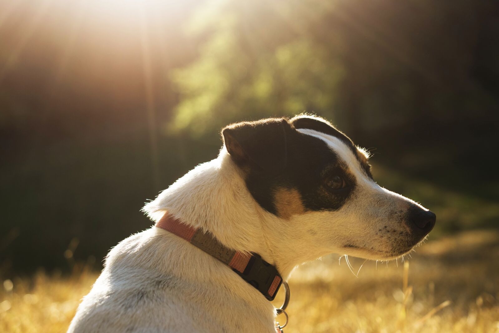 Nikon D5600 sample photo. Jack russel, dog, cute photography