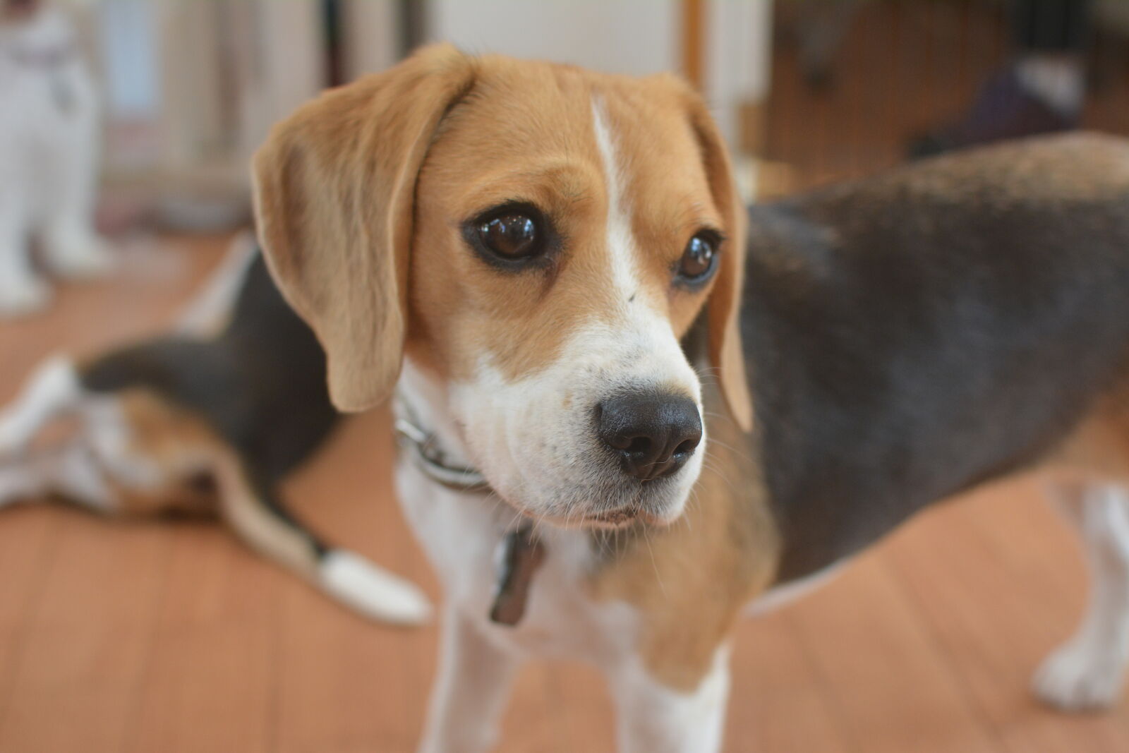 Nikon D5200 + Nikon AF-S DX Nikkor 35mm F1.8G sample photo. Animals, beagle, cute, dog photography
