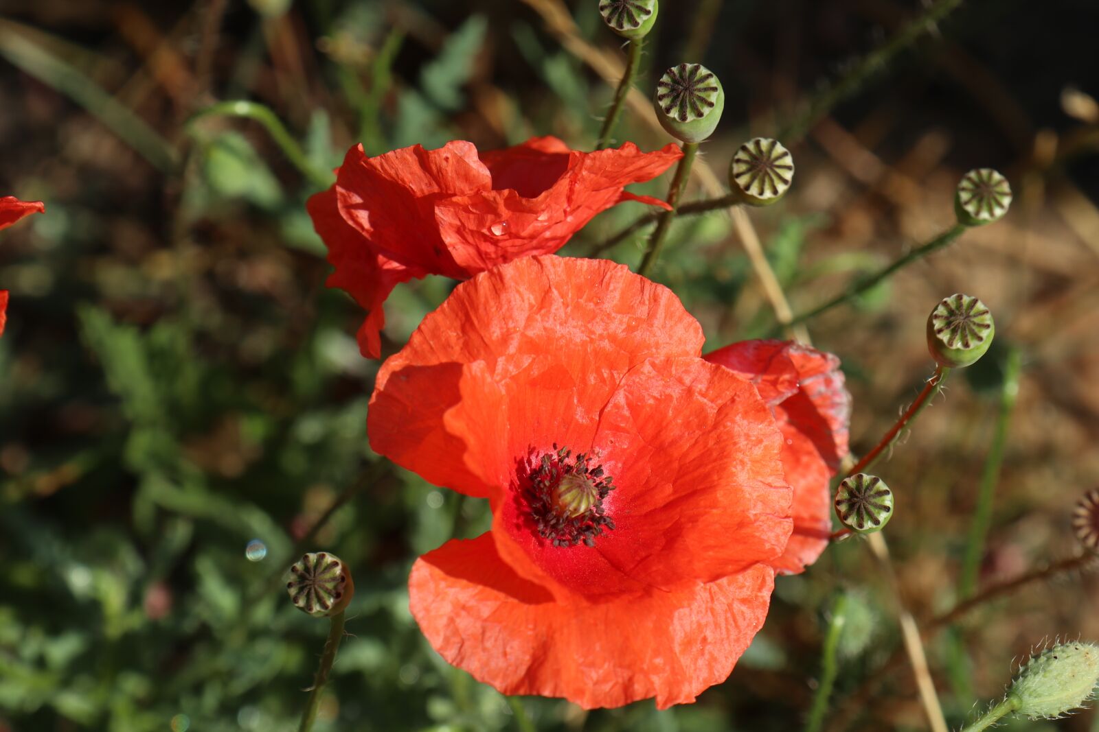 Canon EOS M6 sample photo. Summer, poppies, red photography