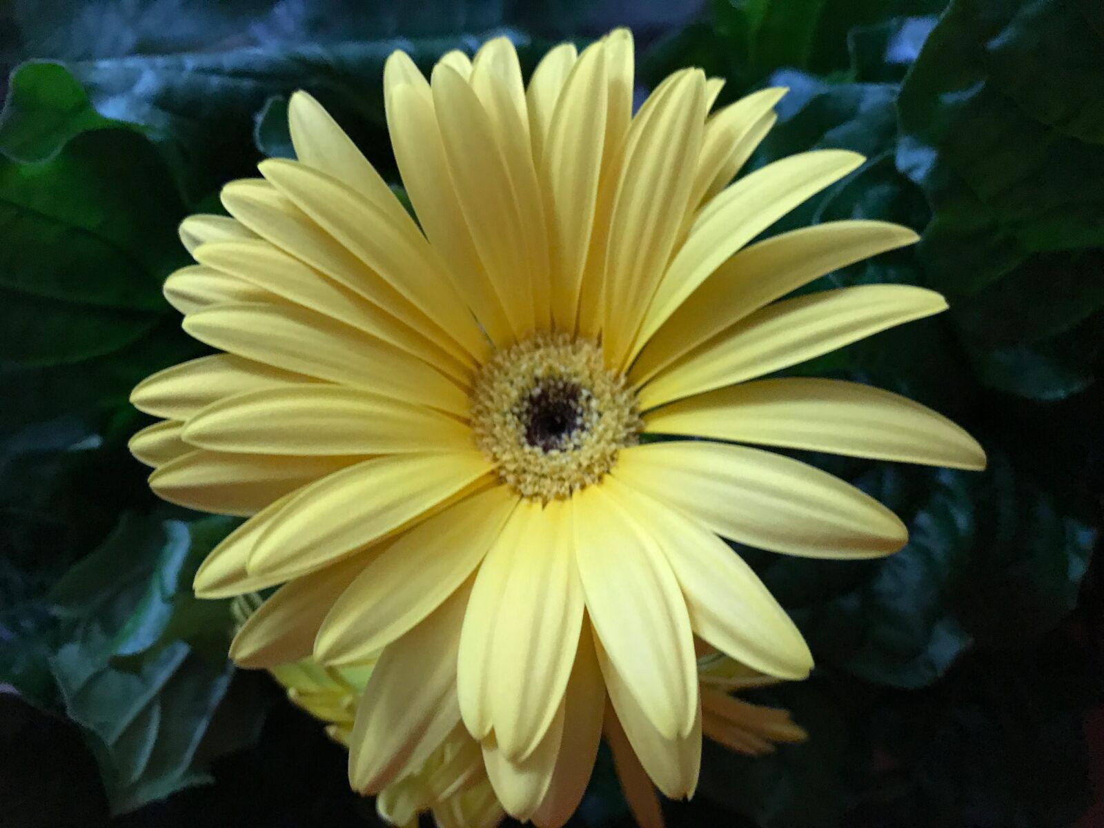 iPhone 7 back camera 3.99mm f/1.8 sample photo. Flower, garden, gerbera, nature photography