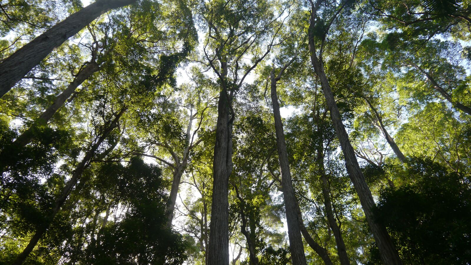 Panasonic Lumix DMC-G5 sample photo. Rainforest, forest, australia photography
