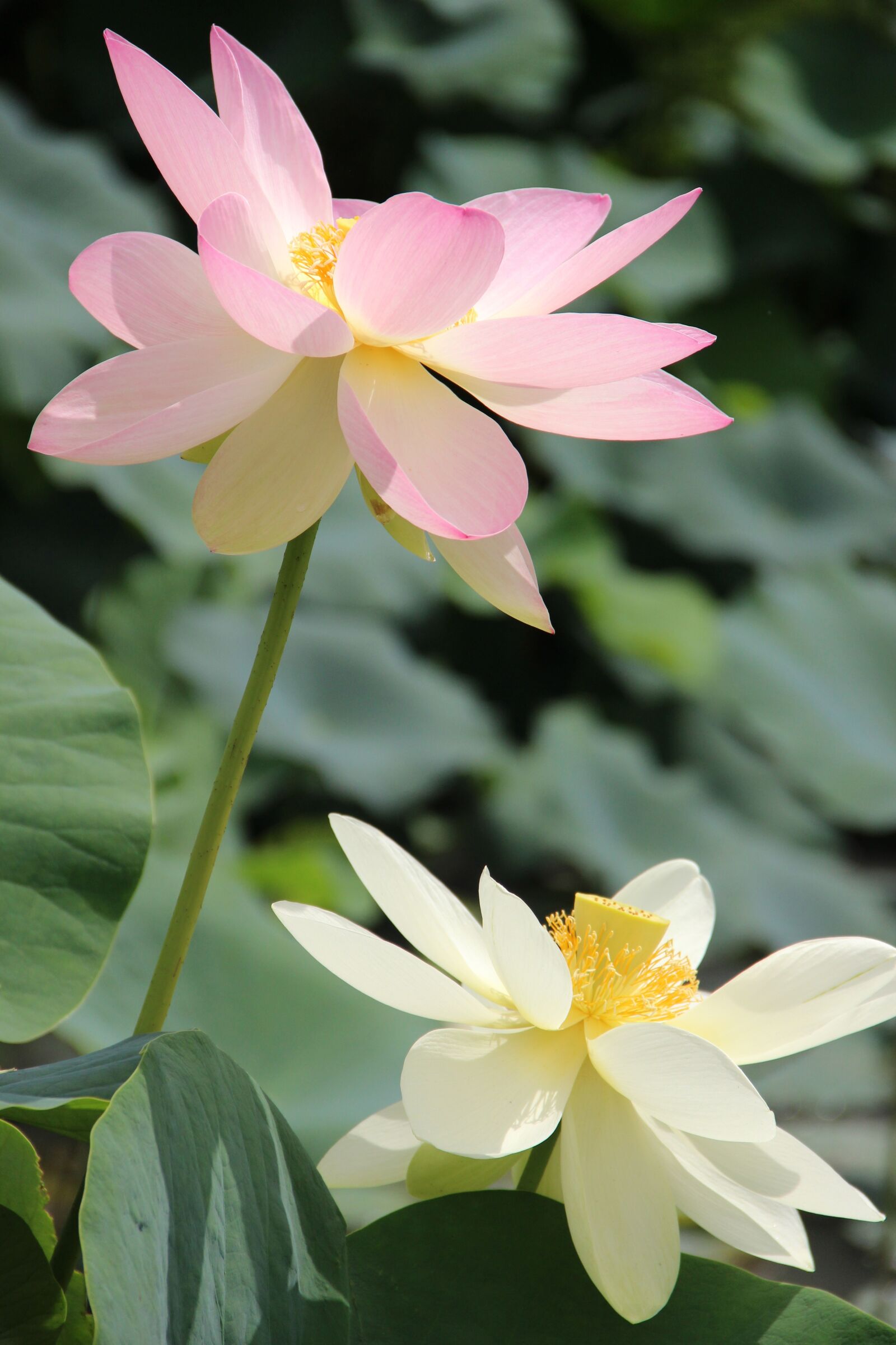 Canon EOS 600D (Rebel EOS T3i / EOS Kiss X5) sample photo. Lotus, flowers, zen photography