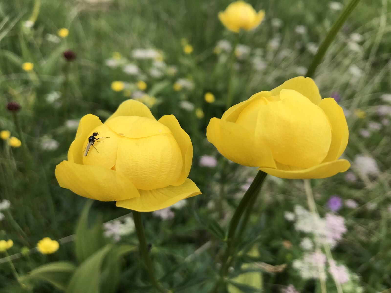 iPhone 7 back camera 3.99mm f/1.8 sample photo. Flowers, insect, bug photography
