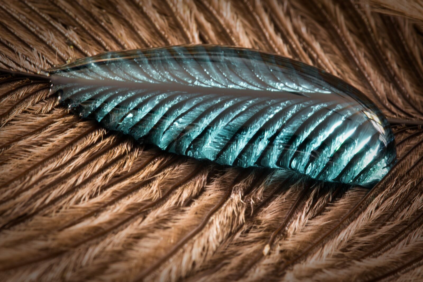 Canon EOS 70D sample photo. Ostrich feather, drip, feather photography