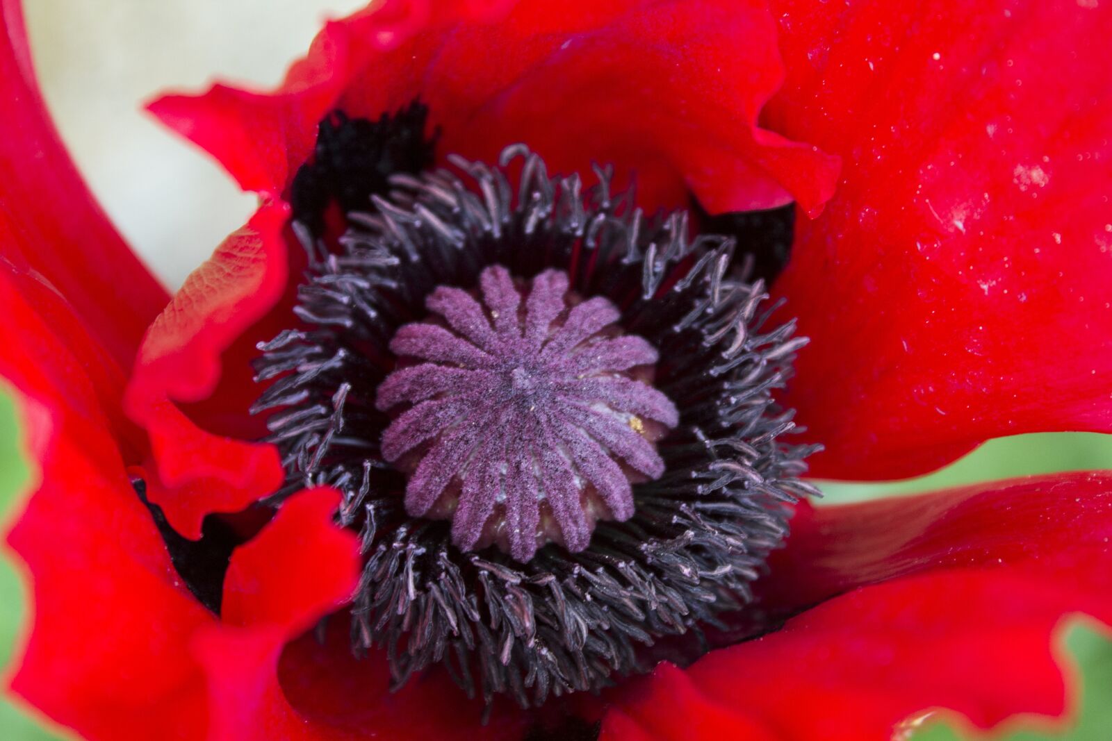 Canon EOS 1100D (EOS Rebel T3 / EOS Kiss X50) sample photo. Poppy, red, flower photography