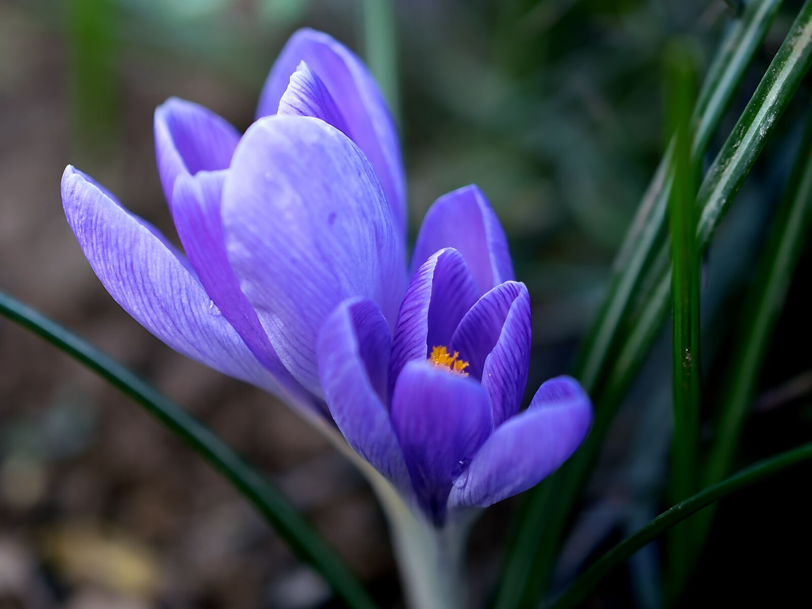 Nikon D3300 sample photo. Crocus, flower, blossom photography