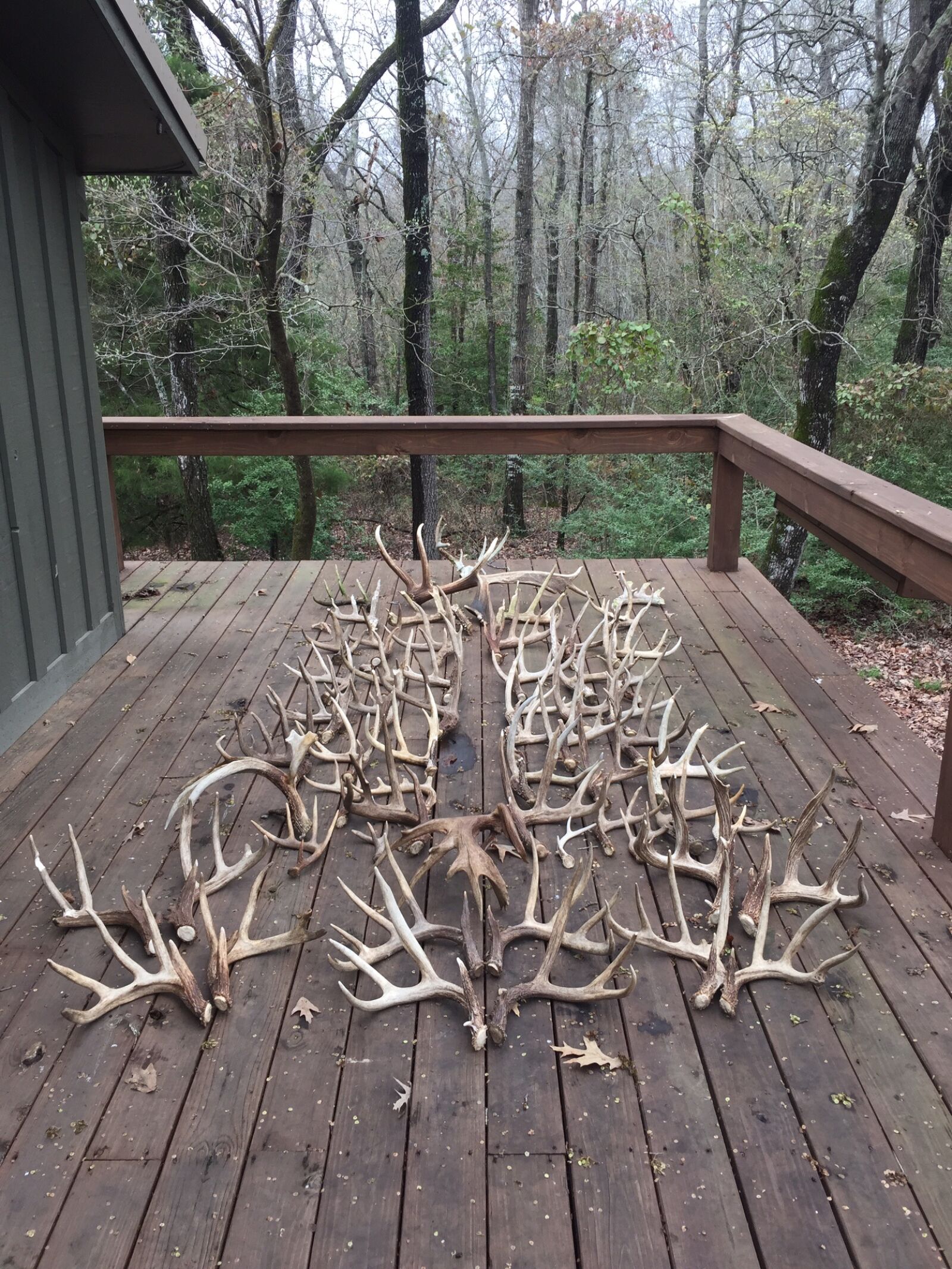 iPhone 6 Plus back camera 4.15mm f/2.2 sample photo. Shed antler, deer, shed photography