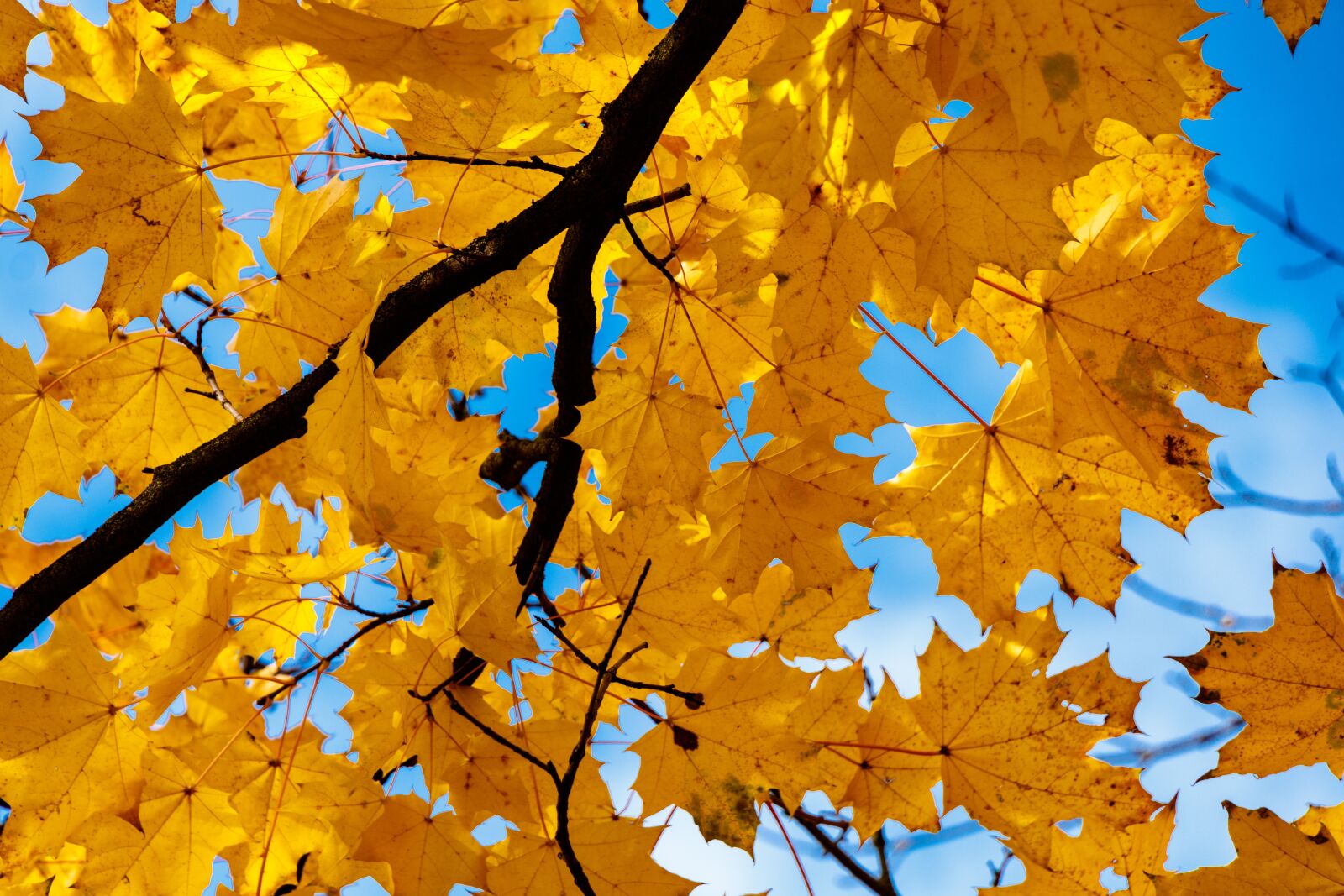 Canon EOS 80D sample photo. Autumn, maple, foliage photography