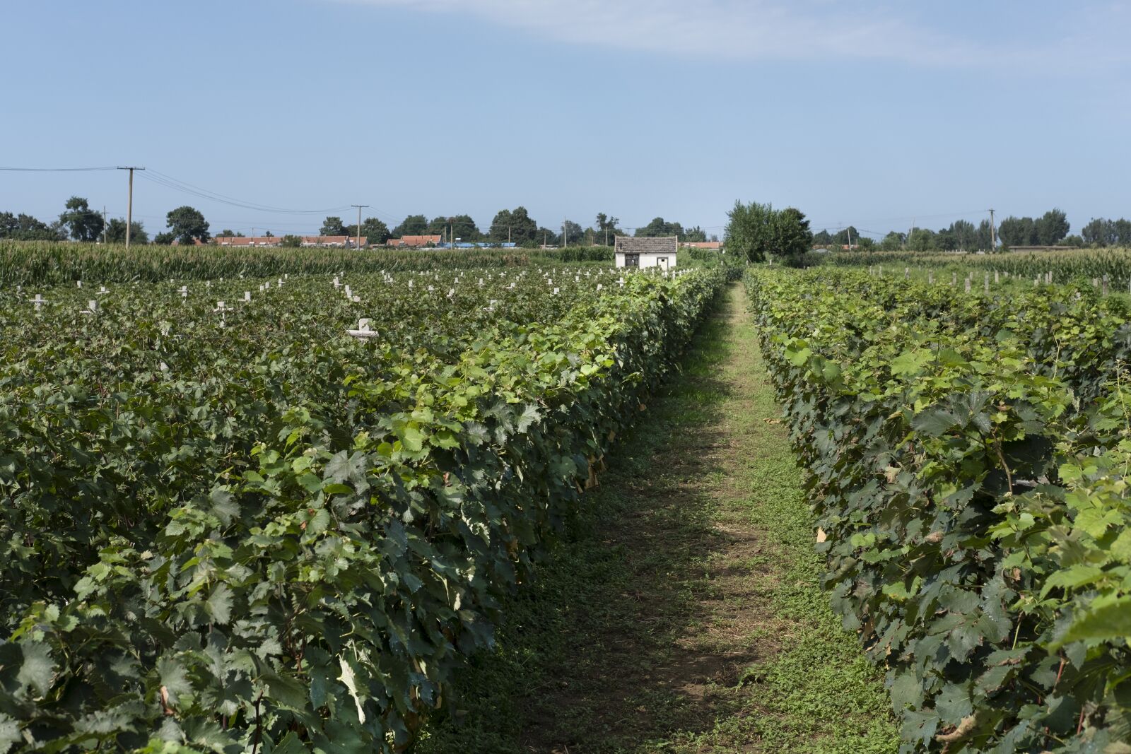 Fujifilm X-H1 sample photo. Open-air vineyard, vineyard, viticulture photography