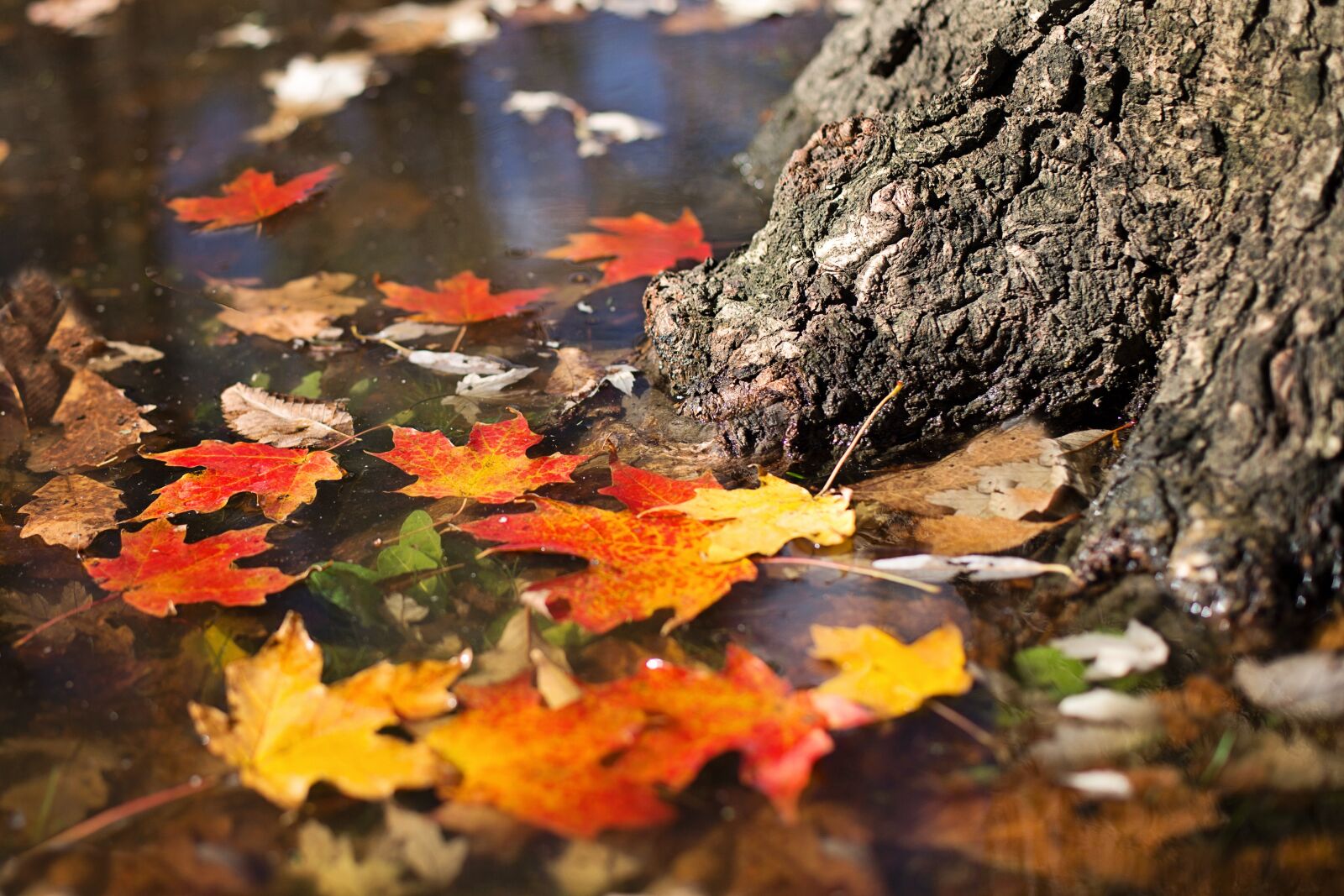 Canon EF 50mm F1.4 USM sample photo. Autumn, fall, leaves photography