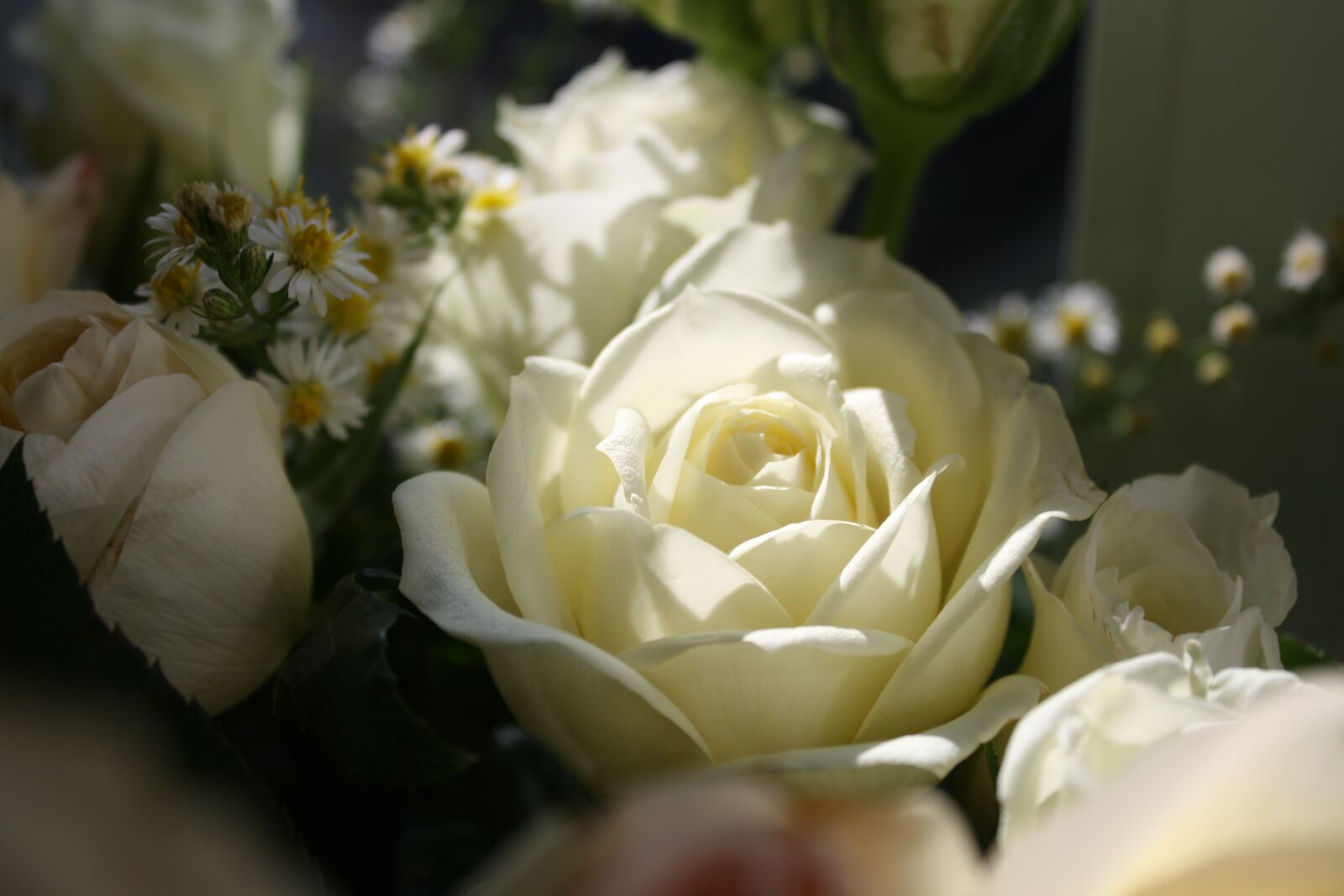 Canon EOS 1000D (EOS Digital Rebel XS / EOS Kiss F) sample photo. Roses, white, flowers photography
