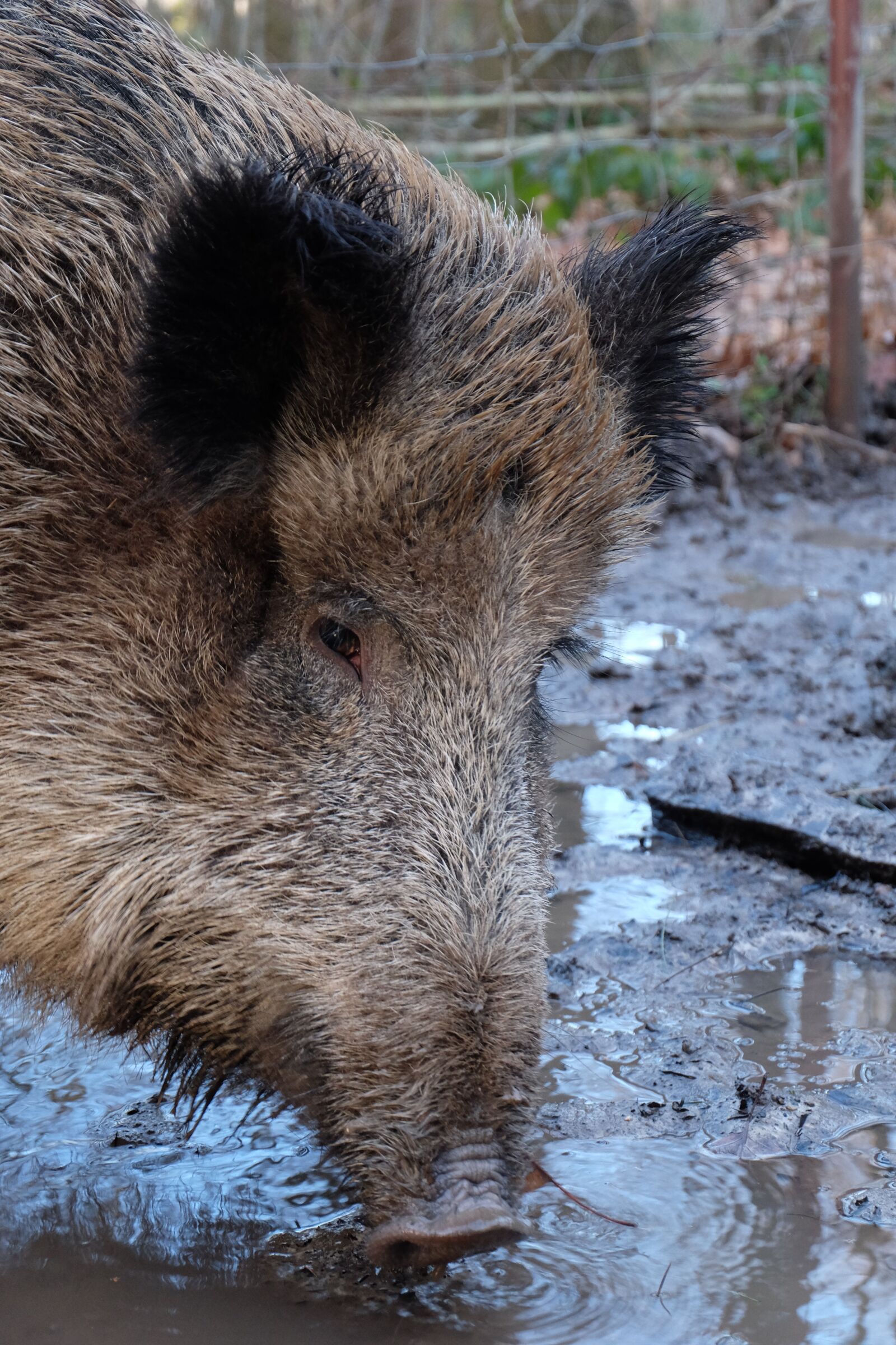 Fujifilm X-M1 sample photo. Boar, mammal, animal world photography