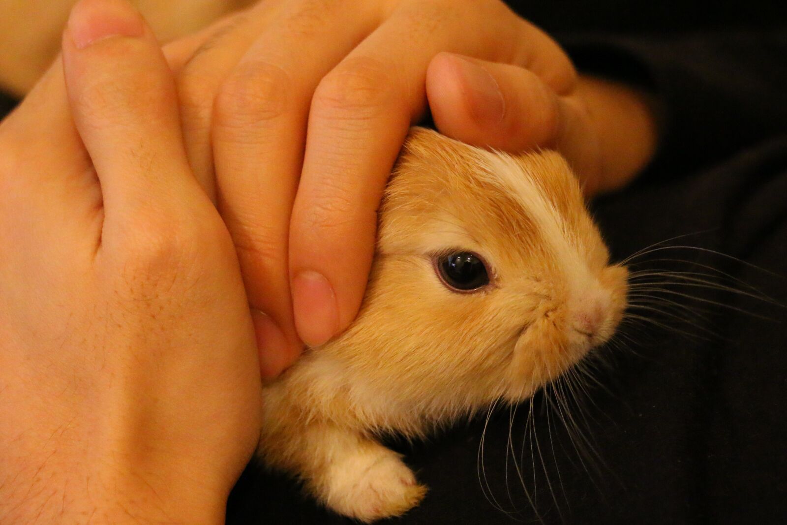 Canon EOS 70D sample photo. Rabbit, hand, cute photography