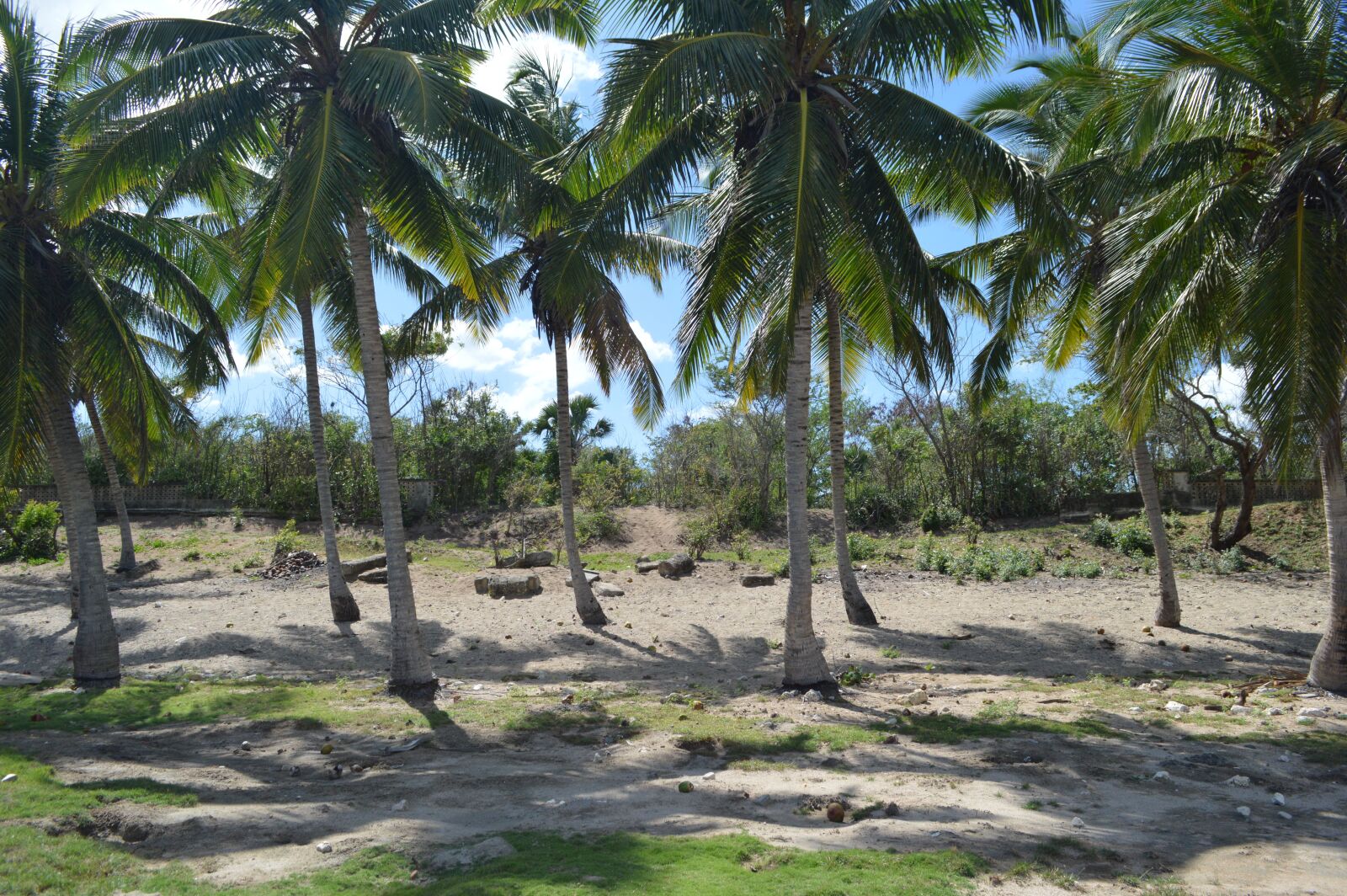 Nikon D3200 sample photo. Coast, palm, beach photography