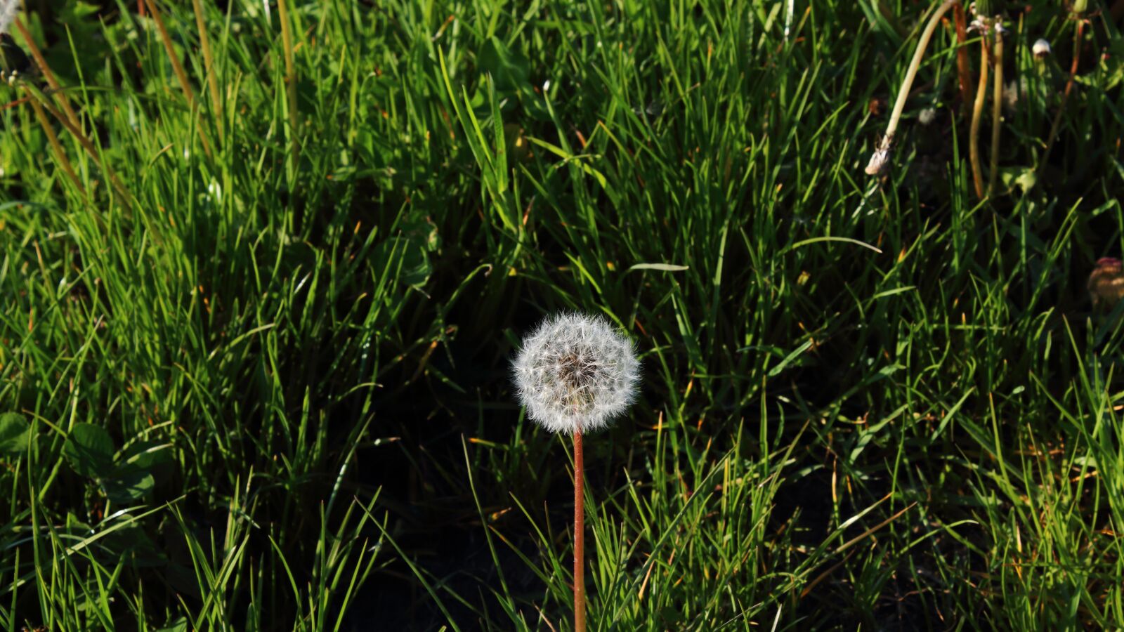 Canon EOS 1300D (EOS Rebel T6 / EOS Kiss X80) sample photo. Dandelion, plant, spring photography