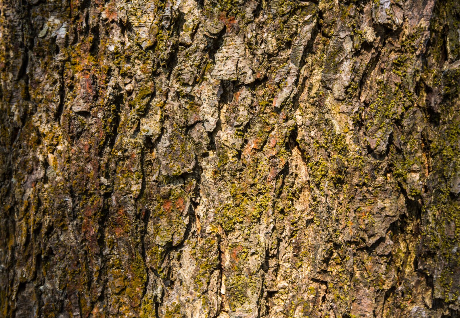 Canon EF 16-35mm F4L IS USM sample photo. Tree texture, crack texture photography