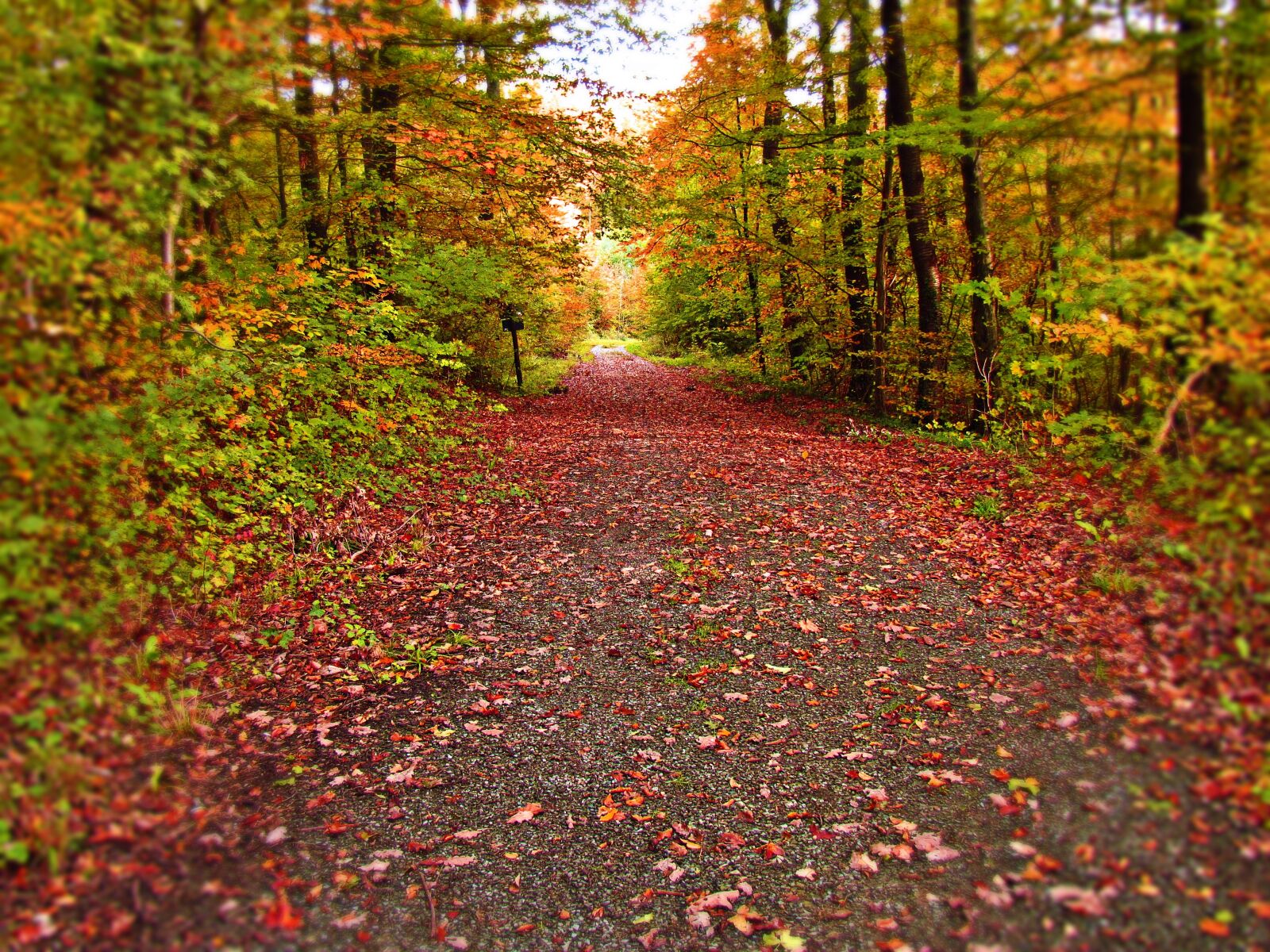 Canon PowerShot SX30 IS sample photo. Forest, autumn, lane photography