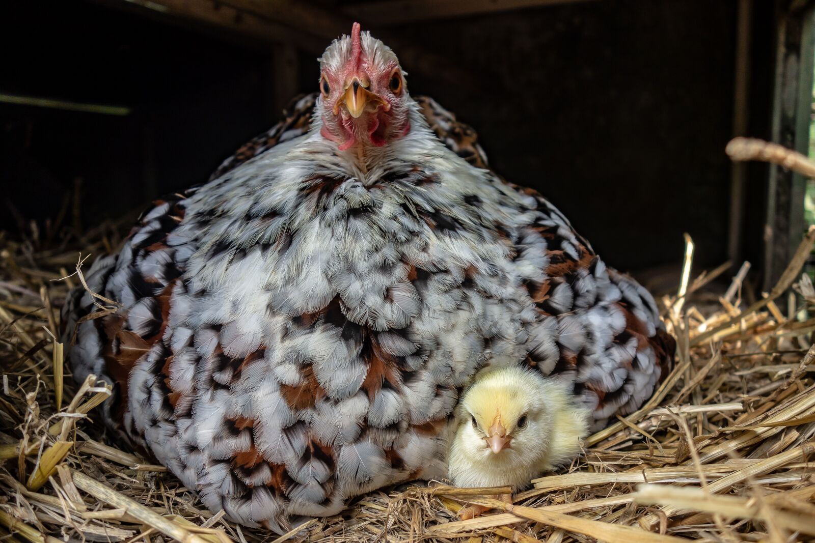 Sony Cyber-shot DSC-RX100 sample photo. Hen, pekin, chick photography