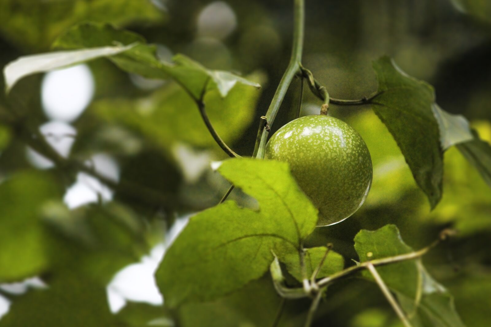 Canon EOS 1300D (EOS Rebel T6 / EOS Kiss X80) sample photo. Passion fruit, plant, fruit photography