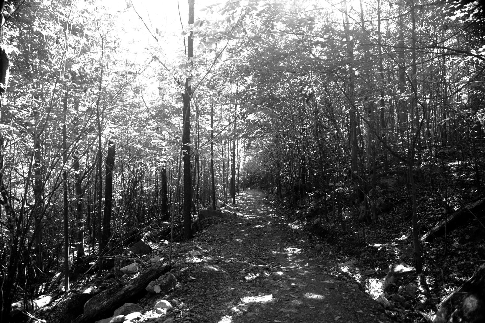 Canon EF 24-70mm F2.8L USM sample photo. Forest, woods, trail photography