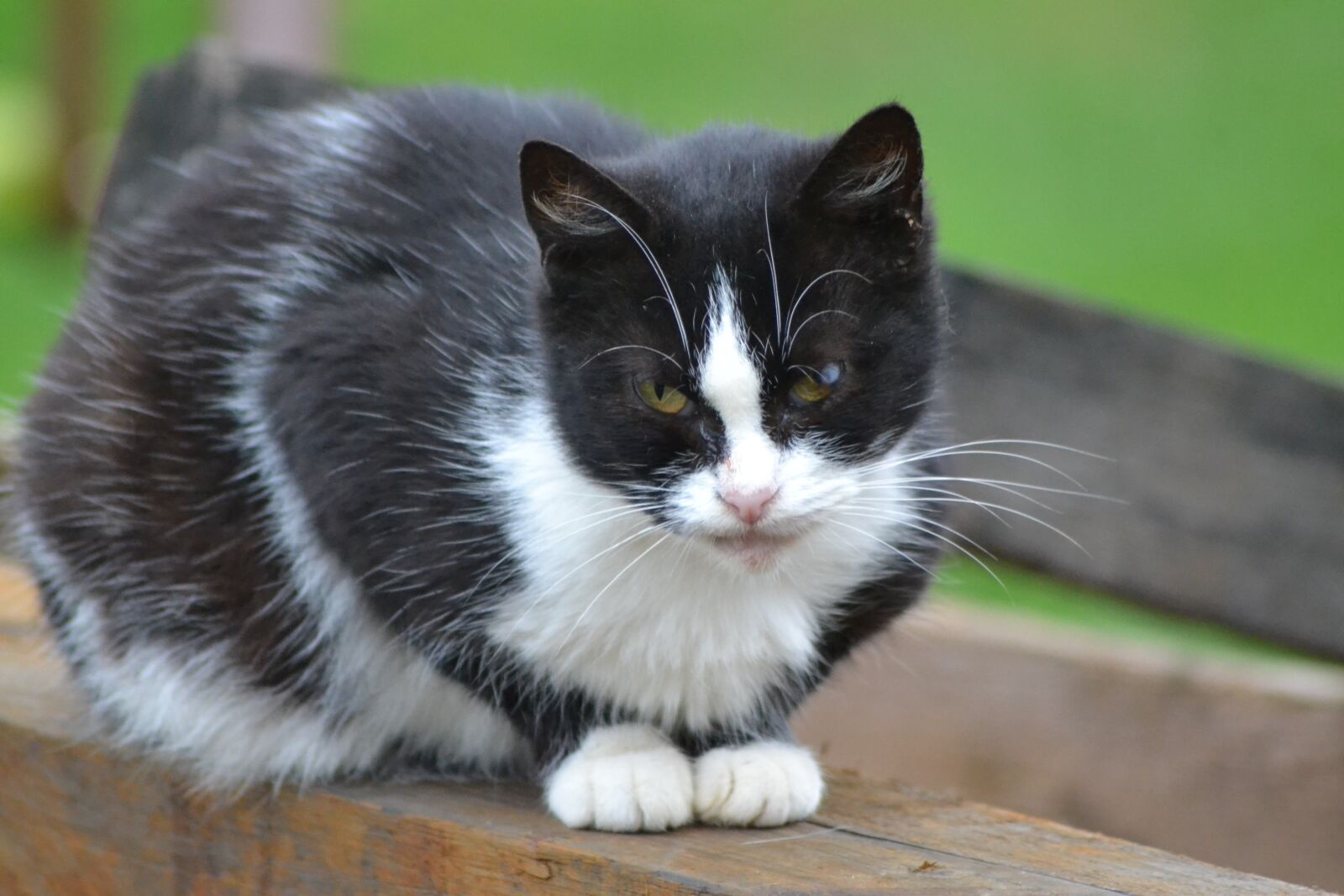 Nikon D3100 sample photo. Animal, cat, black photography