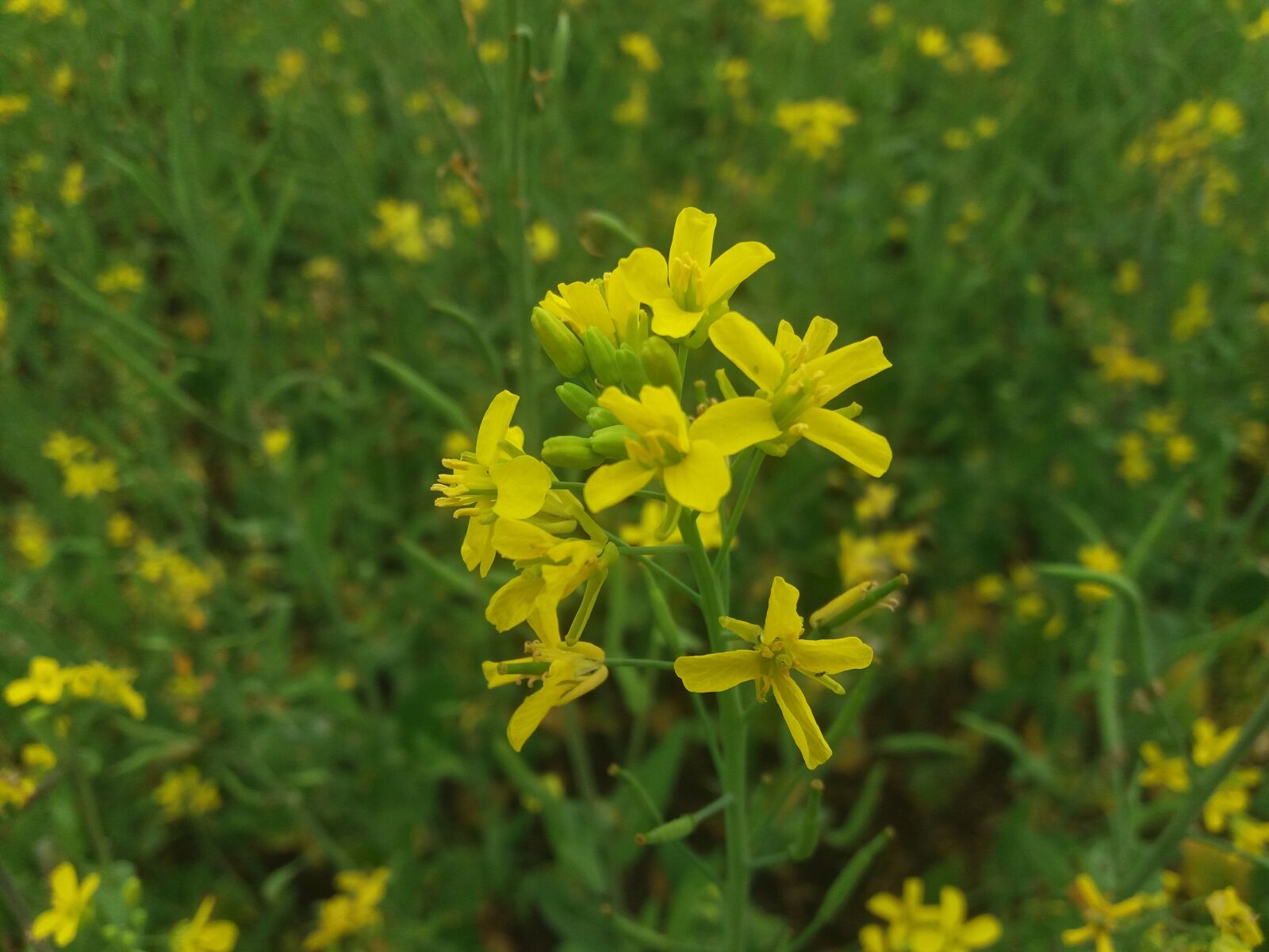 Samsung Galaxy J5 sample photo. Mustard, flowers, bangladeshi photography