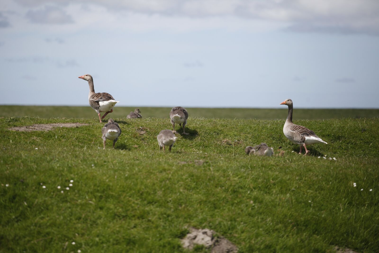 Canon EOS 5D Mark II sample photo. Dike, north sea, wild photography