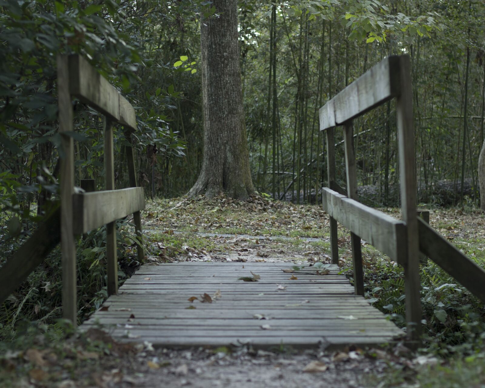 Canon EOS 1200D (EOS Rebel T5 / EOS Kiss X70 / EOS Hi) sample photo. Bridge, woods, dark photography
