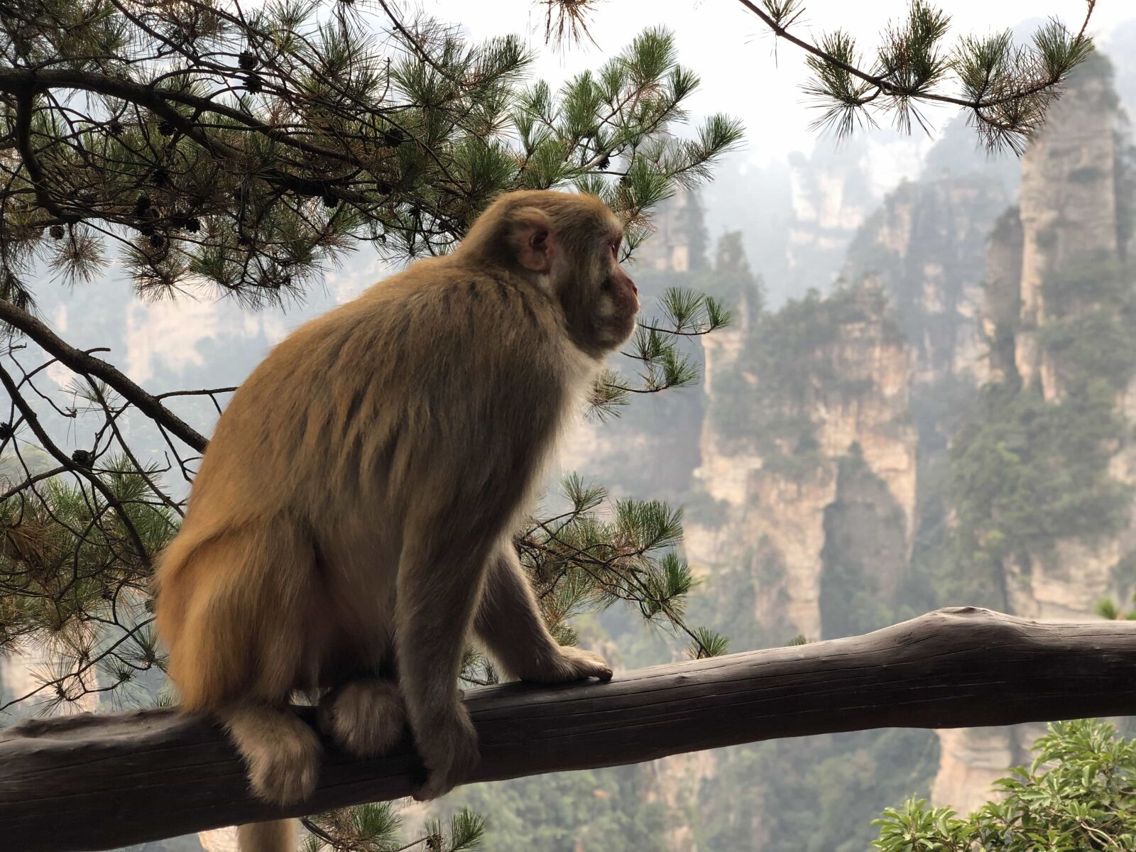Apple iPhone X sample photo. Macaque, monkey, primate, tree photography