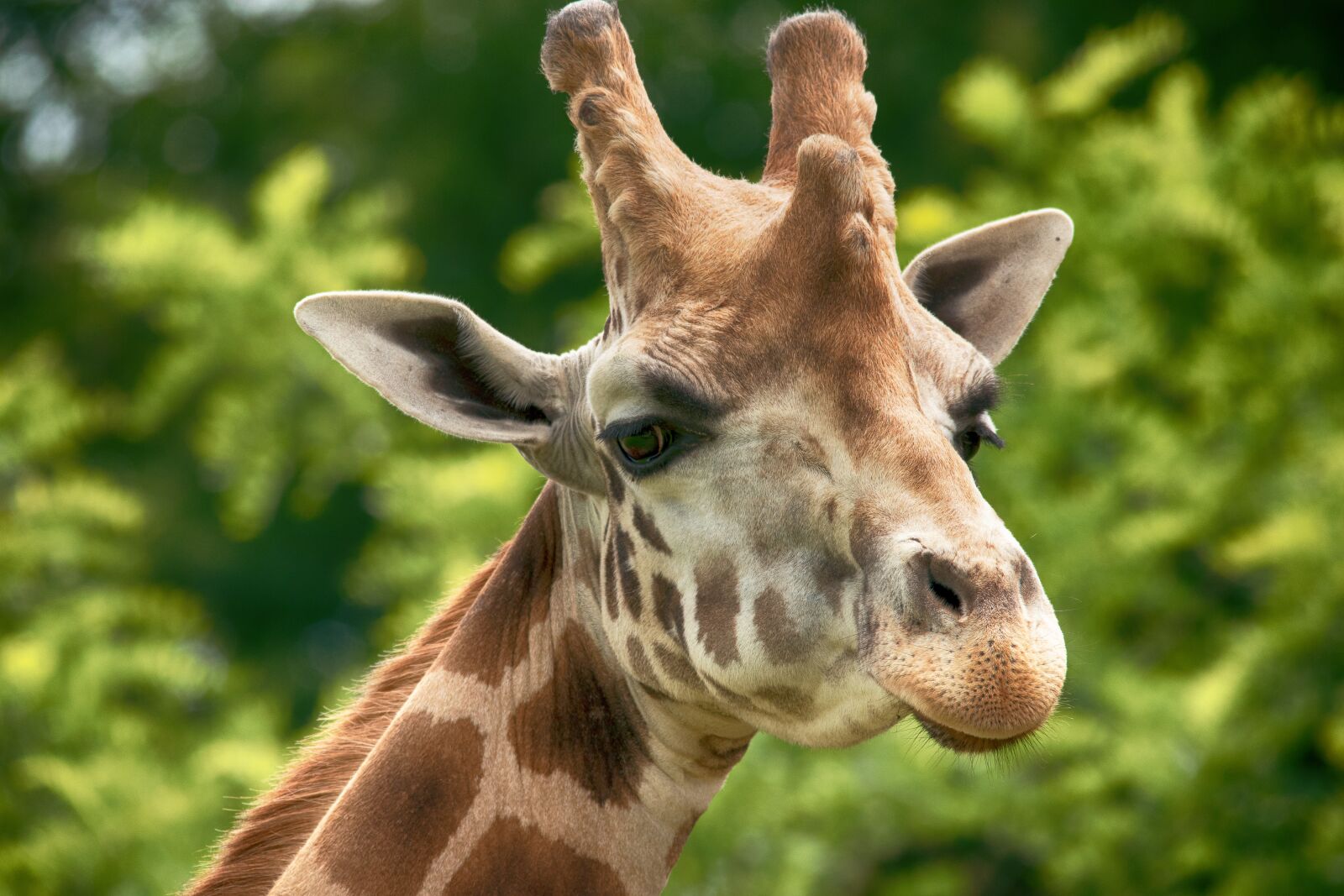 Nikon D5600 sample photo. Giraffe, africa, zoo photography