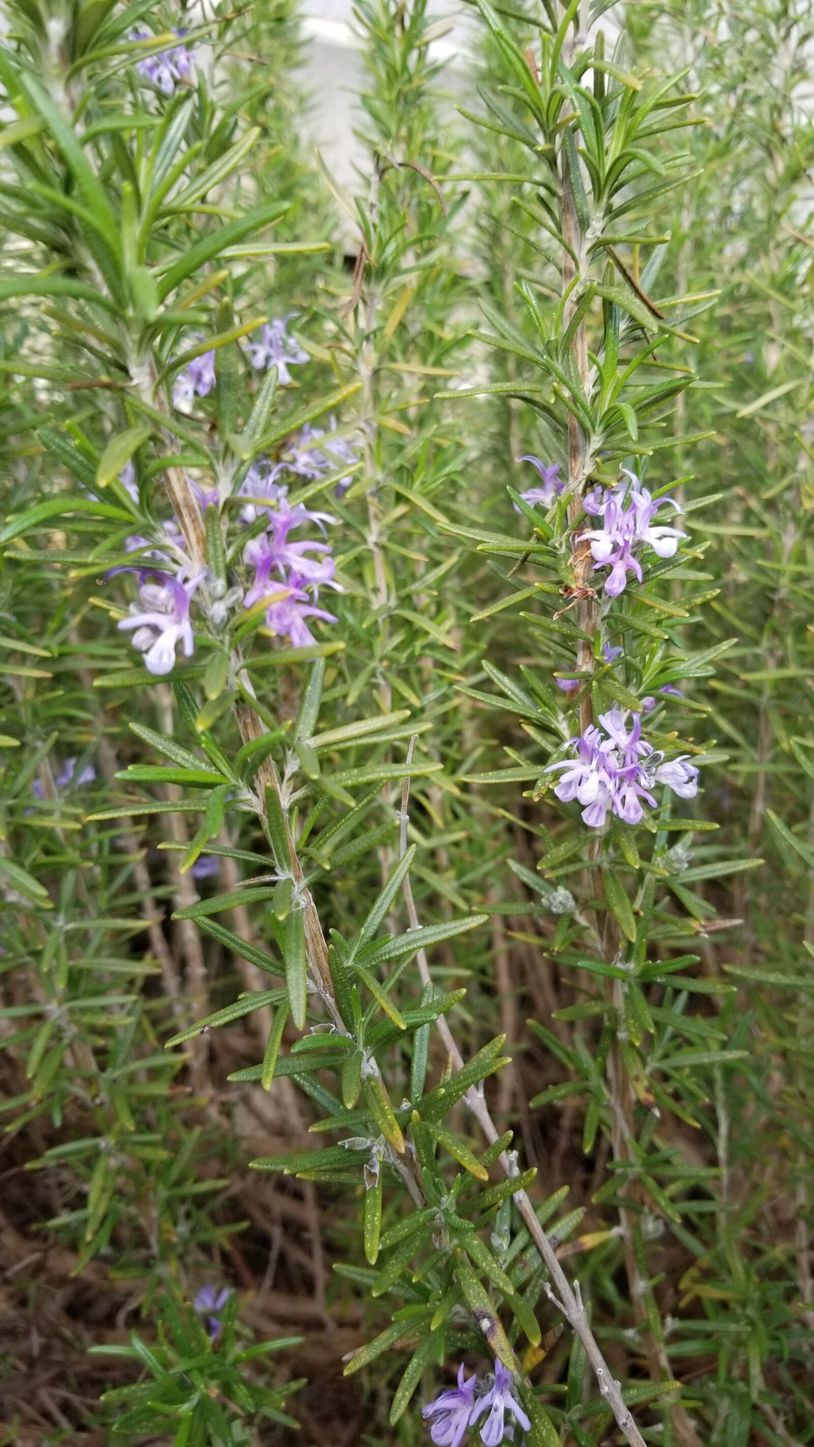 Samsung Galaxy S8+ sample photo. Flower, garden, church photography
