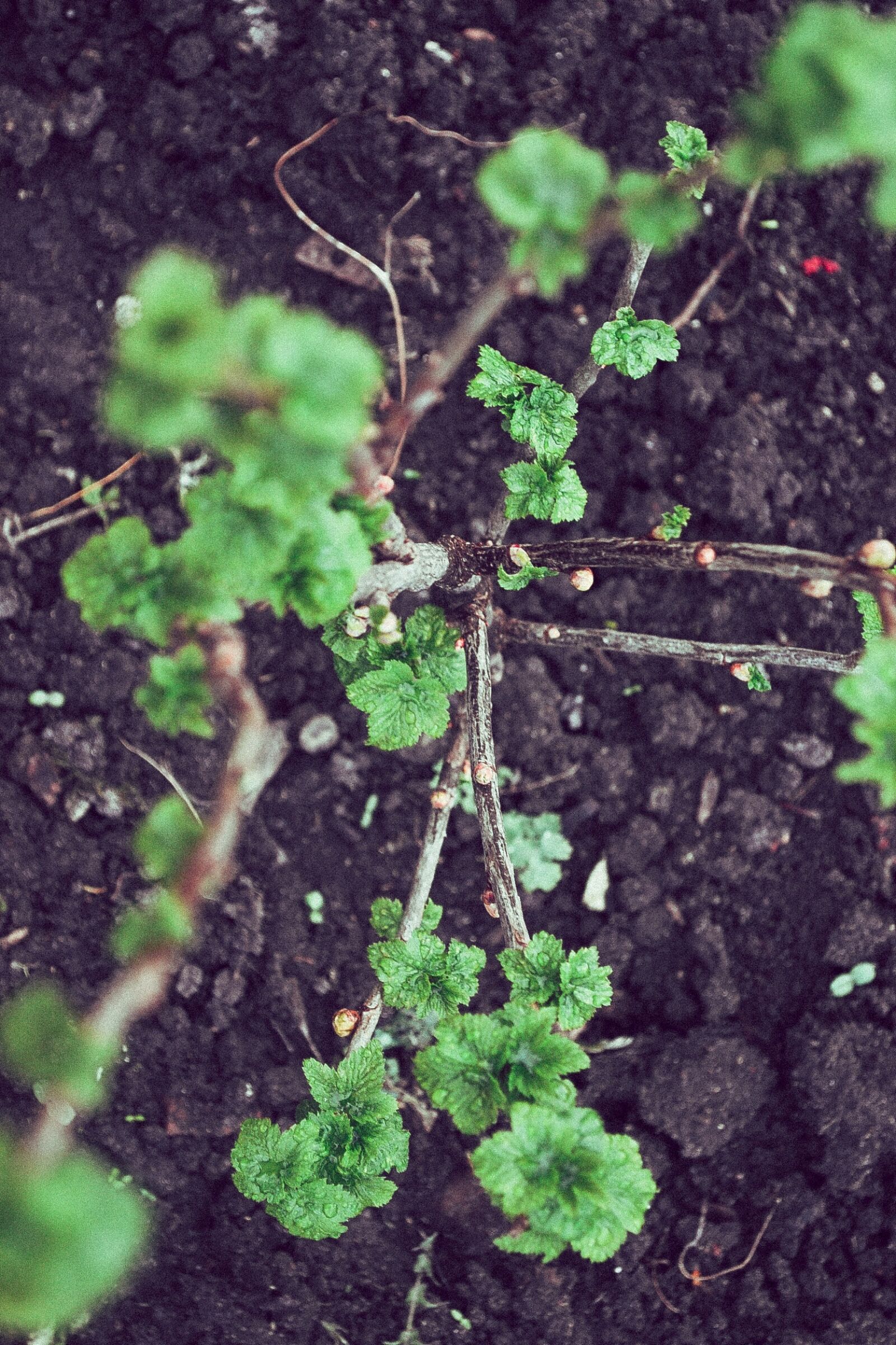 Nikon D3100 sample photo. Black, currant, green photography