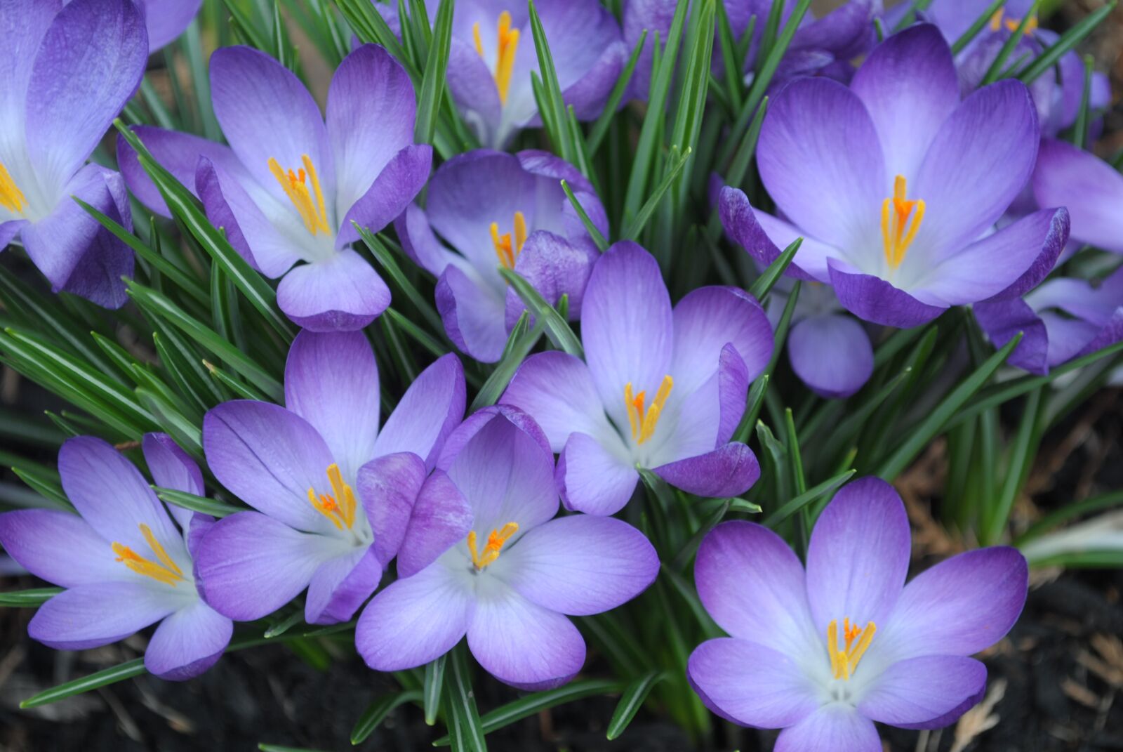 Nikon D3000 sample photo. Flower, purple, spring photography