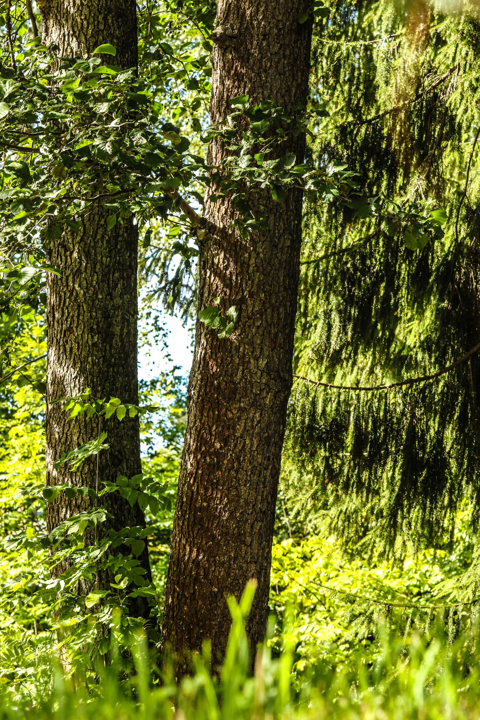 Canon EOS 7D Mark II sample photo. Nature, wood, landscape photography