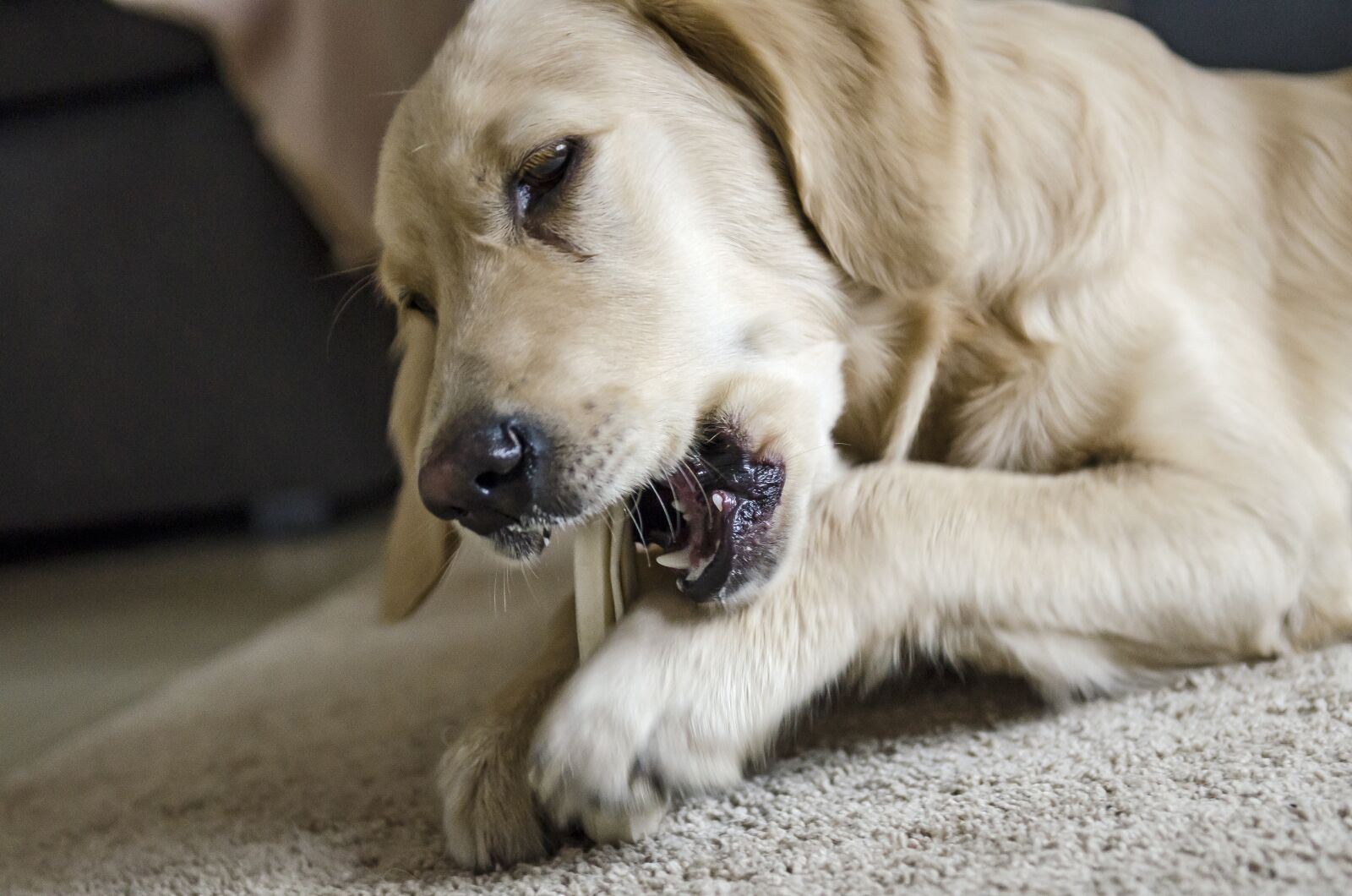 Nikon D7000 sample photo. Golden, golden retriever, futrzak photography