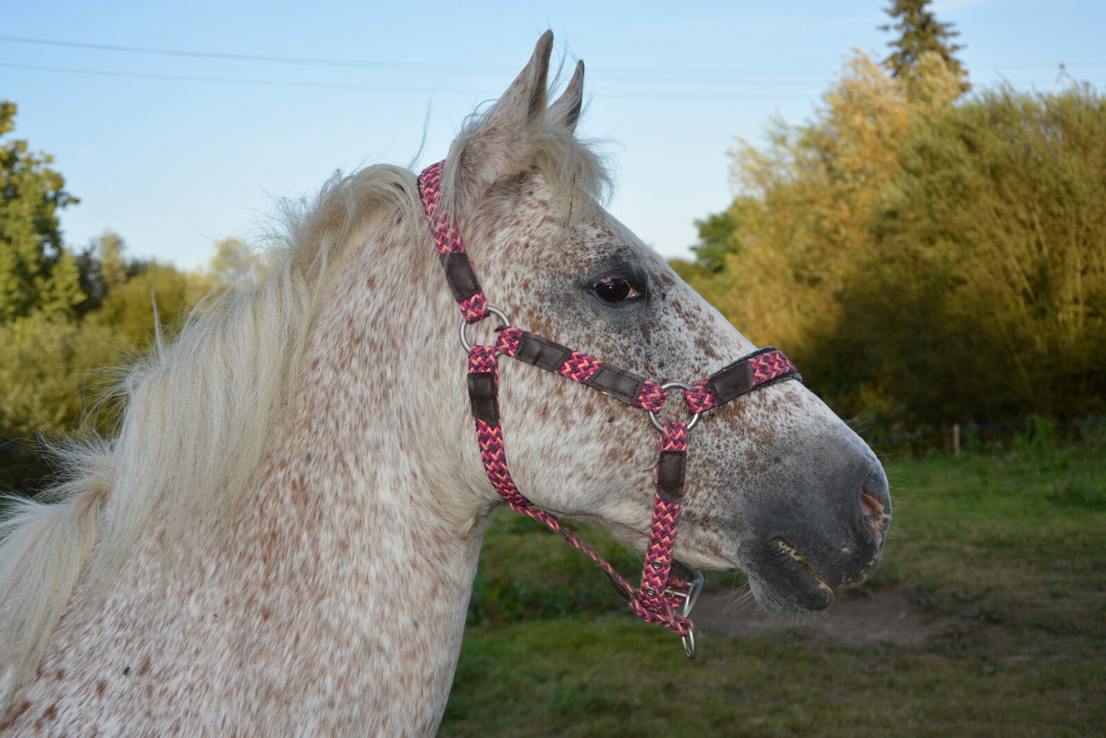 Nikon D5200 sample photo. Horse, mare, nature photography
