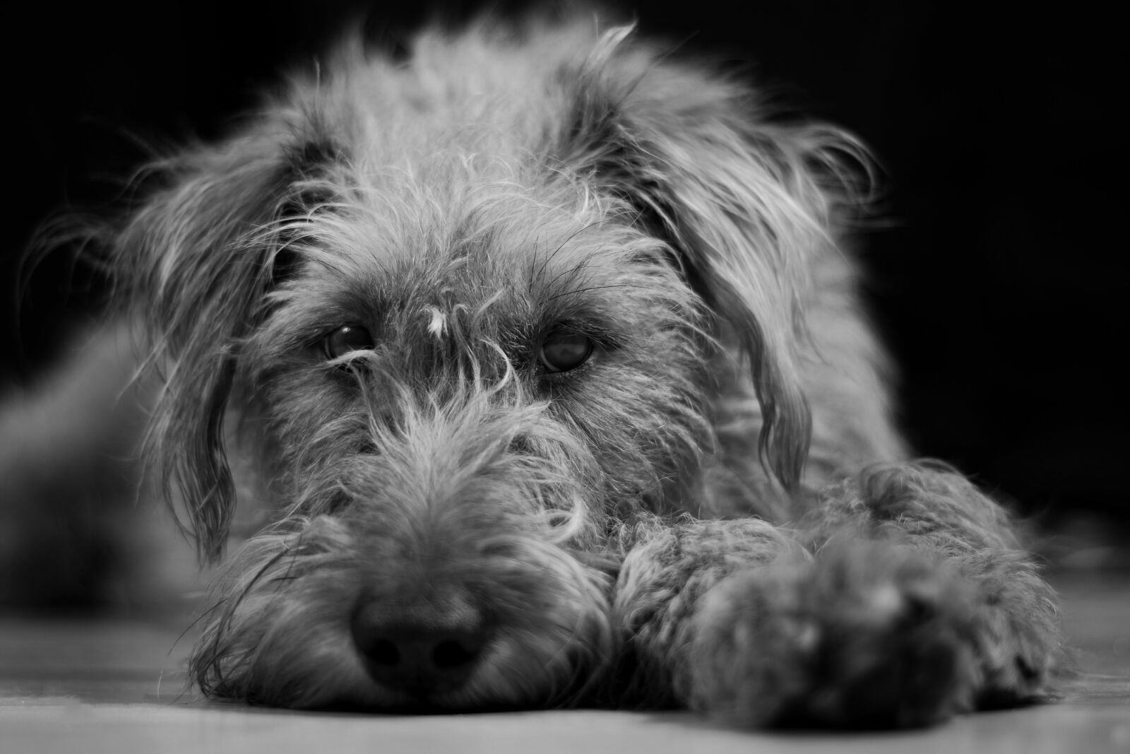 Nikon D5500 sample photo. Dog, black and white photography